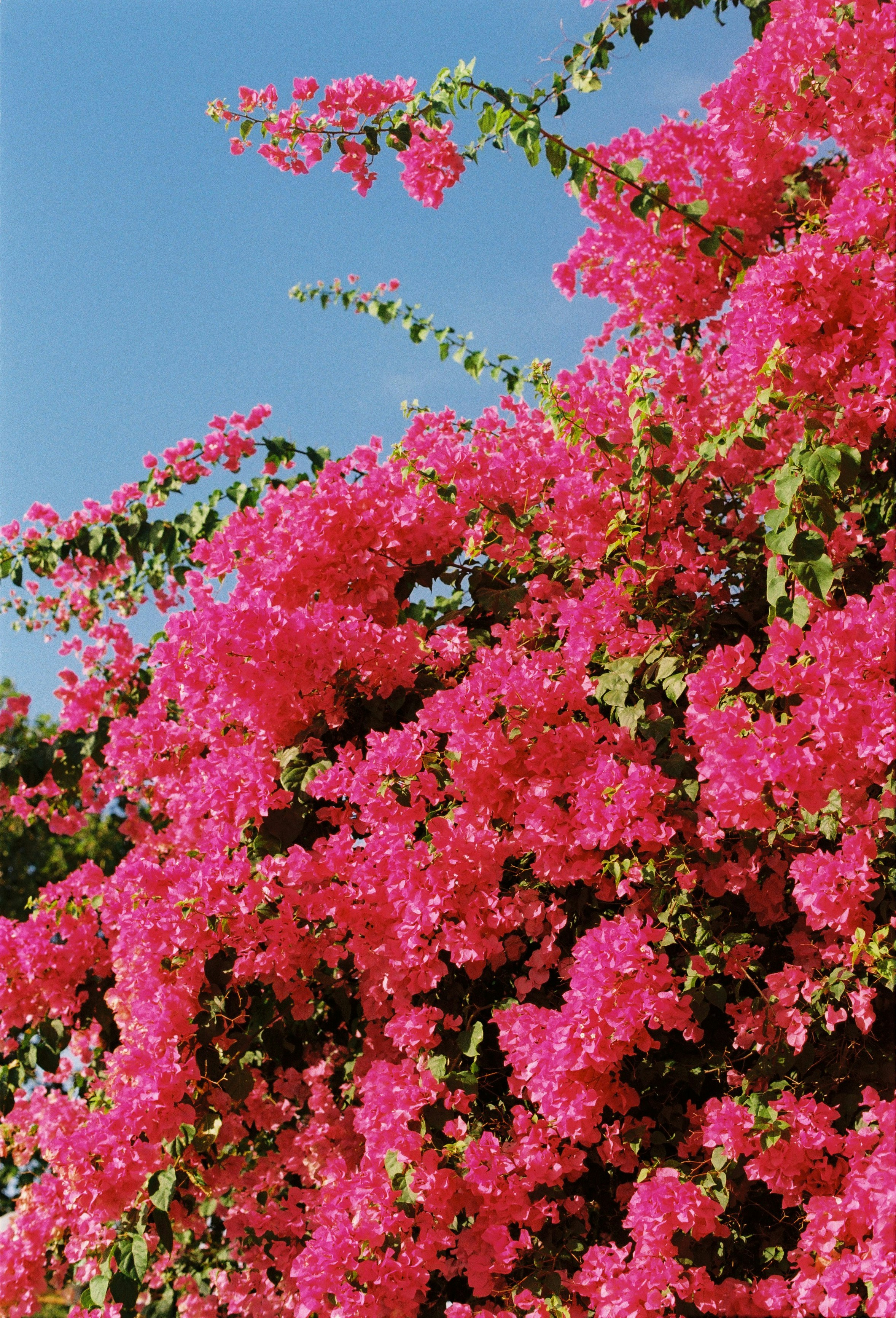 Vibrant pink bougainvillea flowers against a clear blue sky