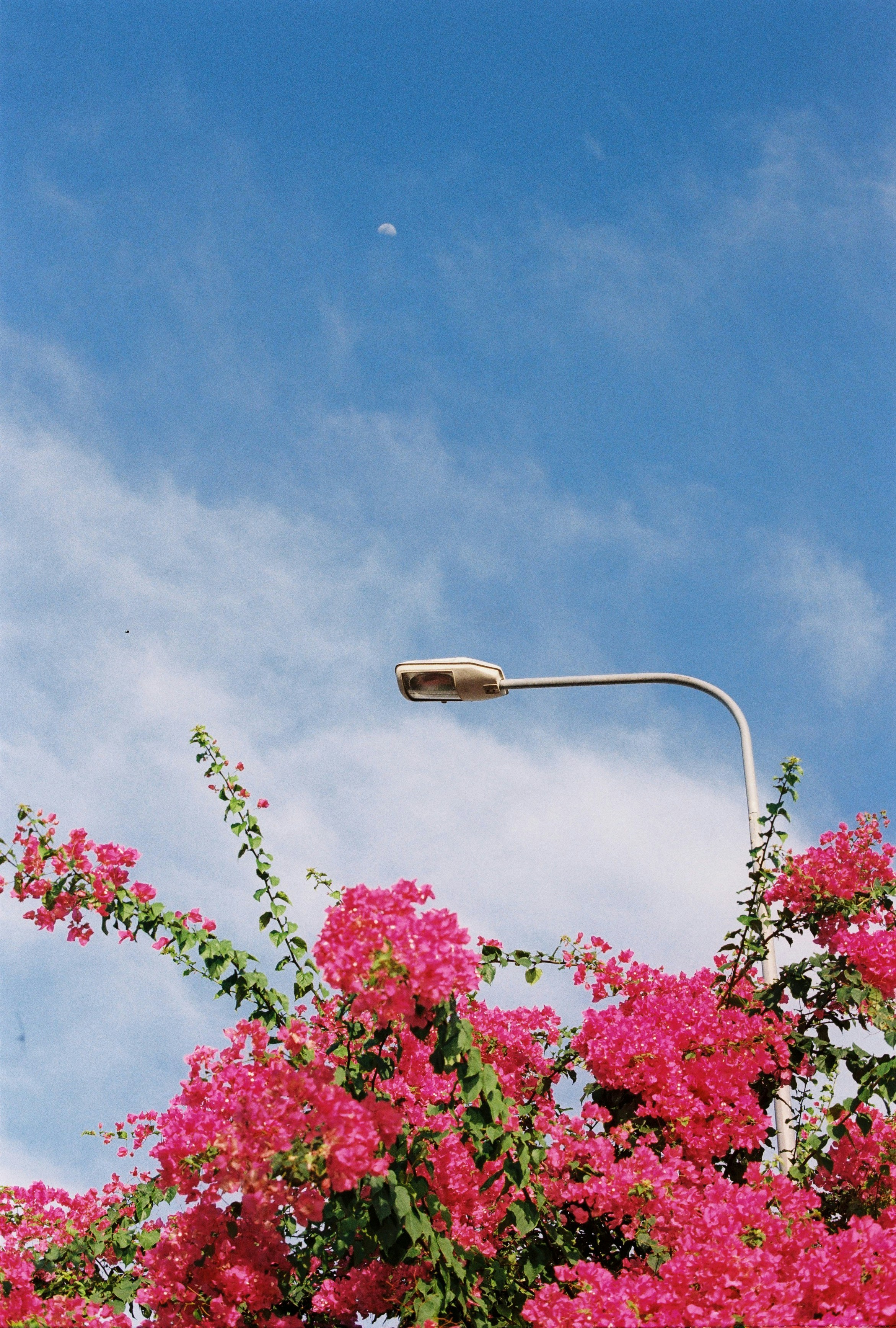 Streetlight above vibrant pink bougainvillea flowers