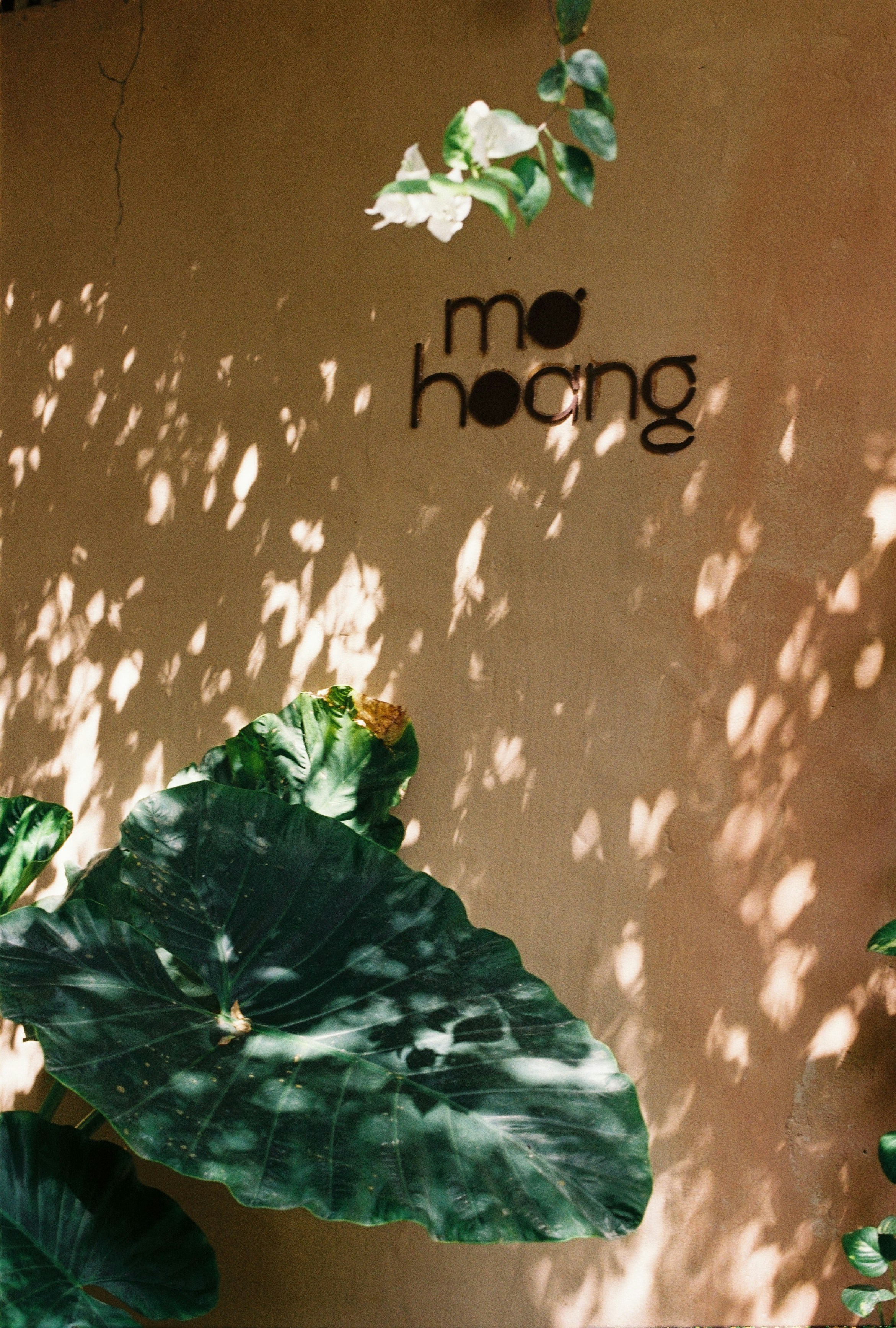 Large green leaves cast shadows on a tan wall.