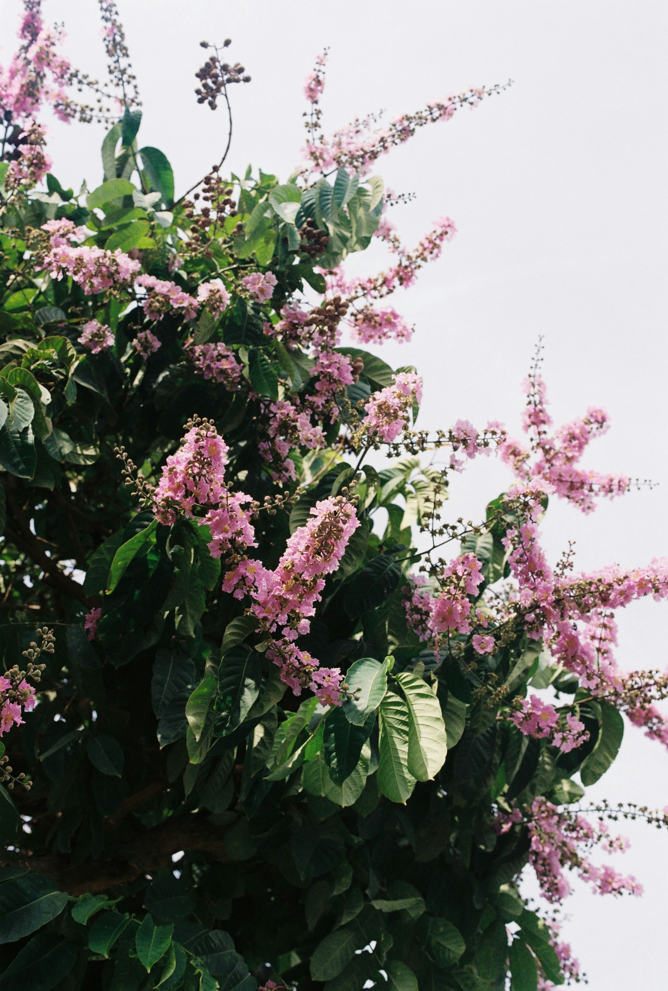 A tree with clusters of pink flowers and green leaves.