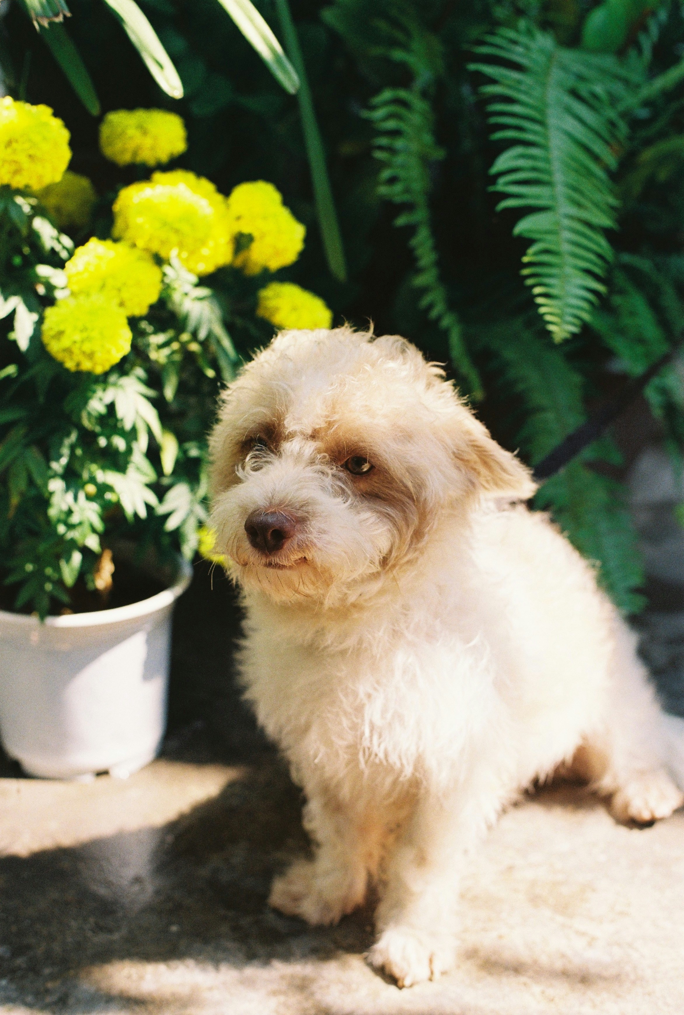 A small fluffy dog sits near yellow flowers.