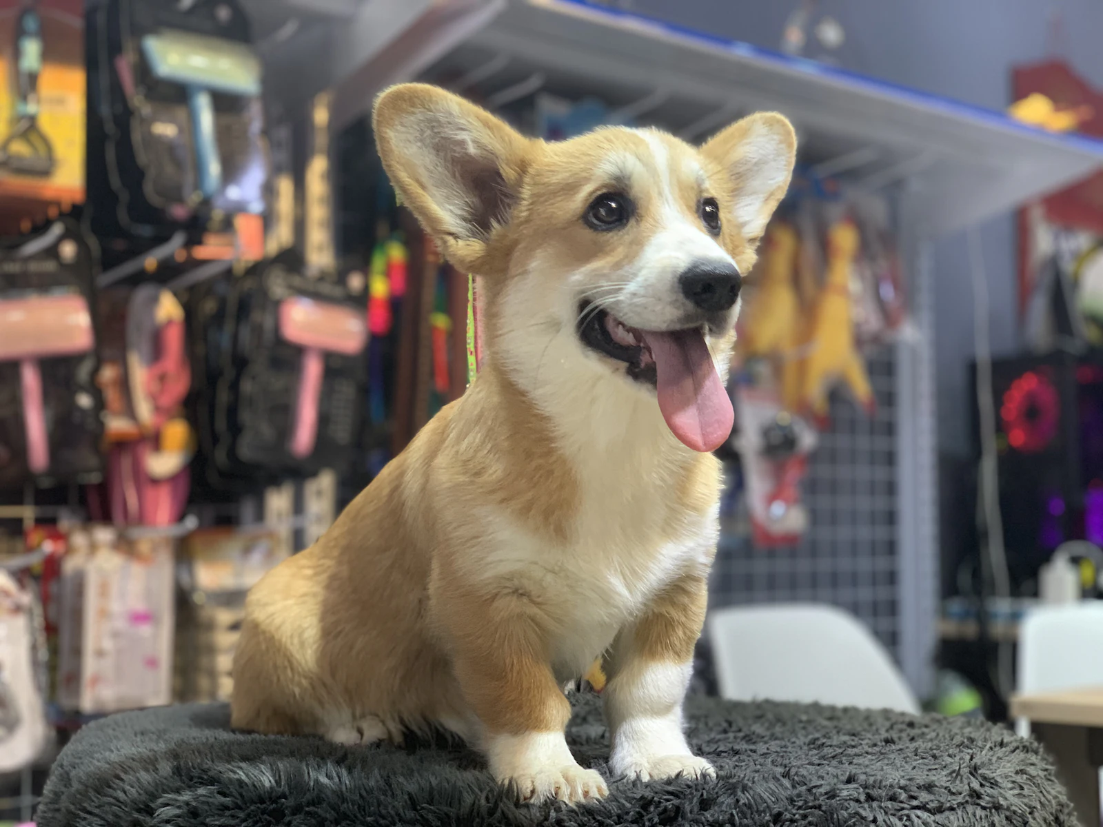 Chó corgi con