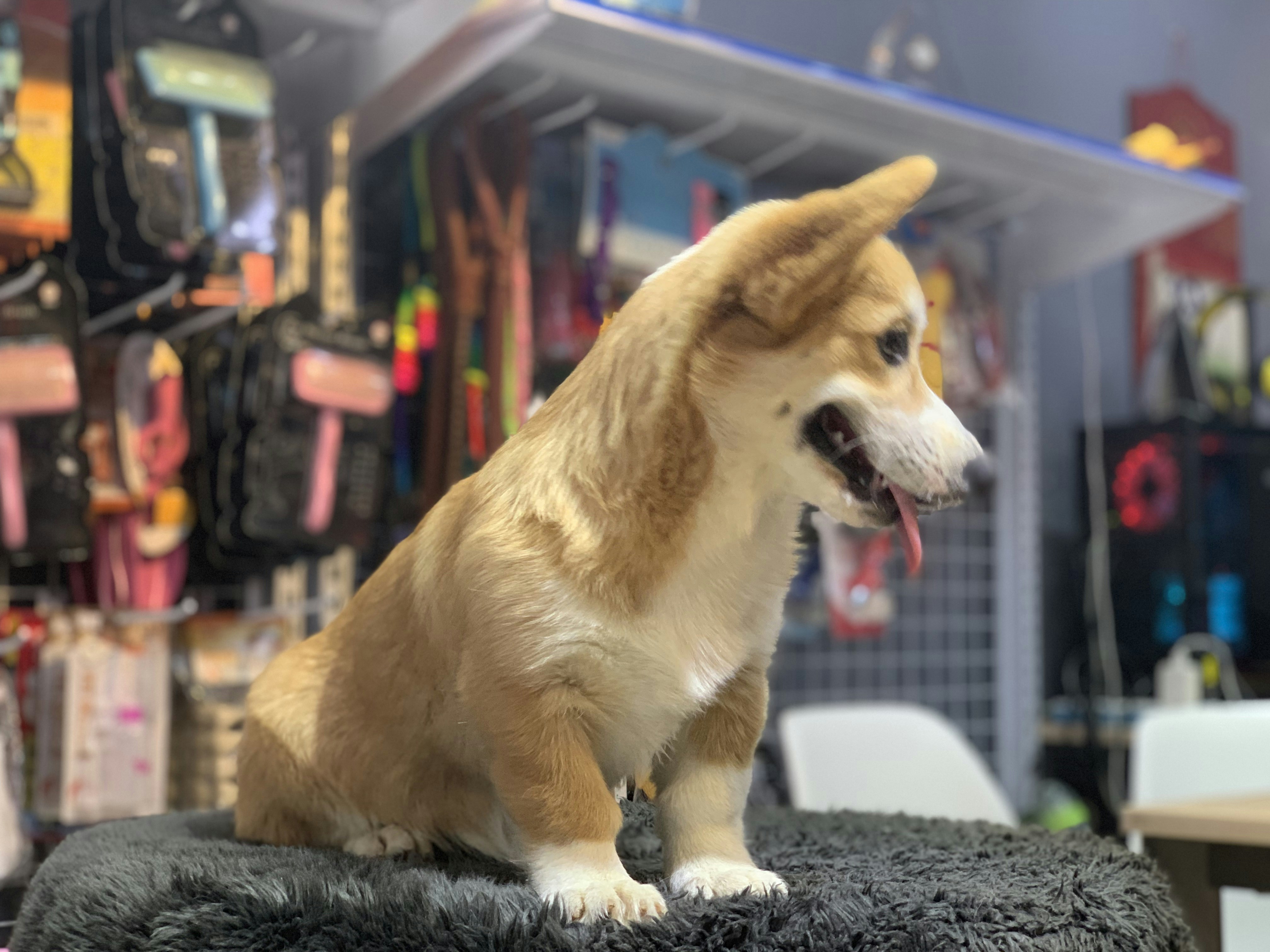 How often should I do dog grooming care at home?