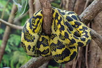 A yellow and black patterned snake coiled on a branch