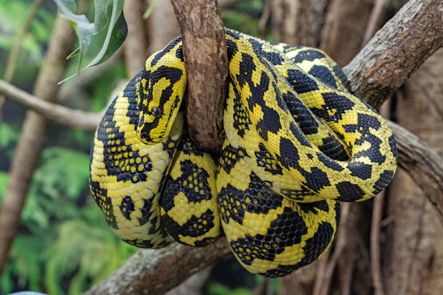 A yellow and black patterned snake coiled on a branch