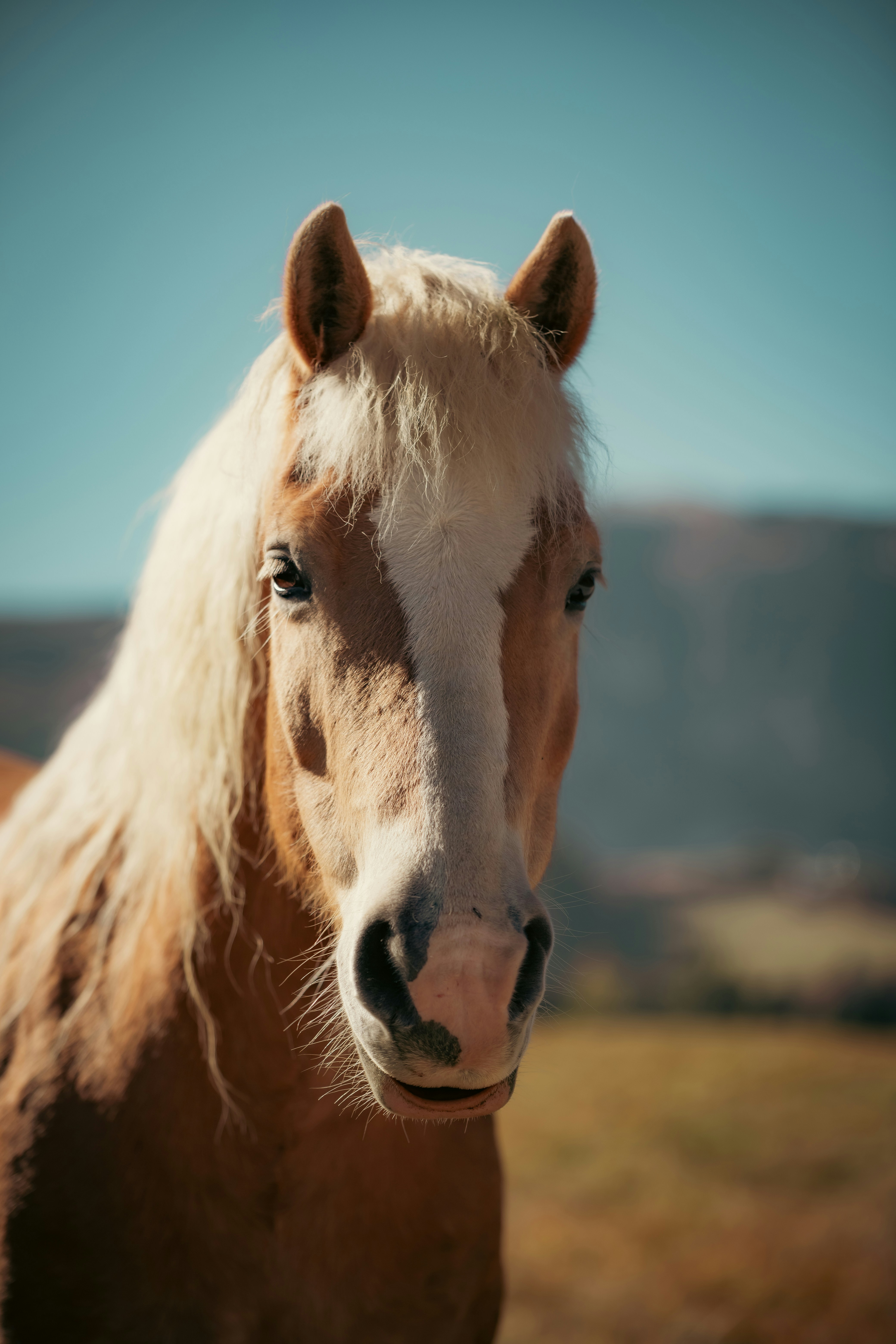 A light brown horse with a white blaze