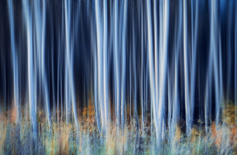 Foret bleue