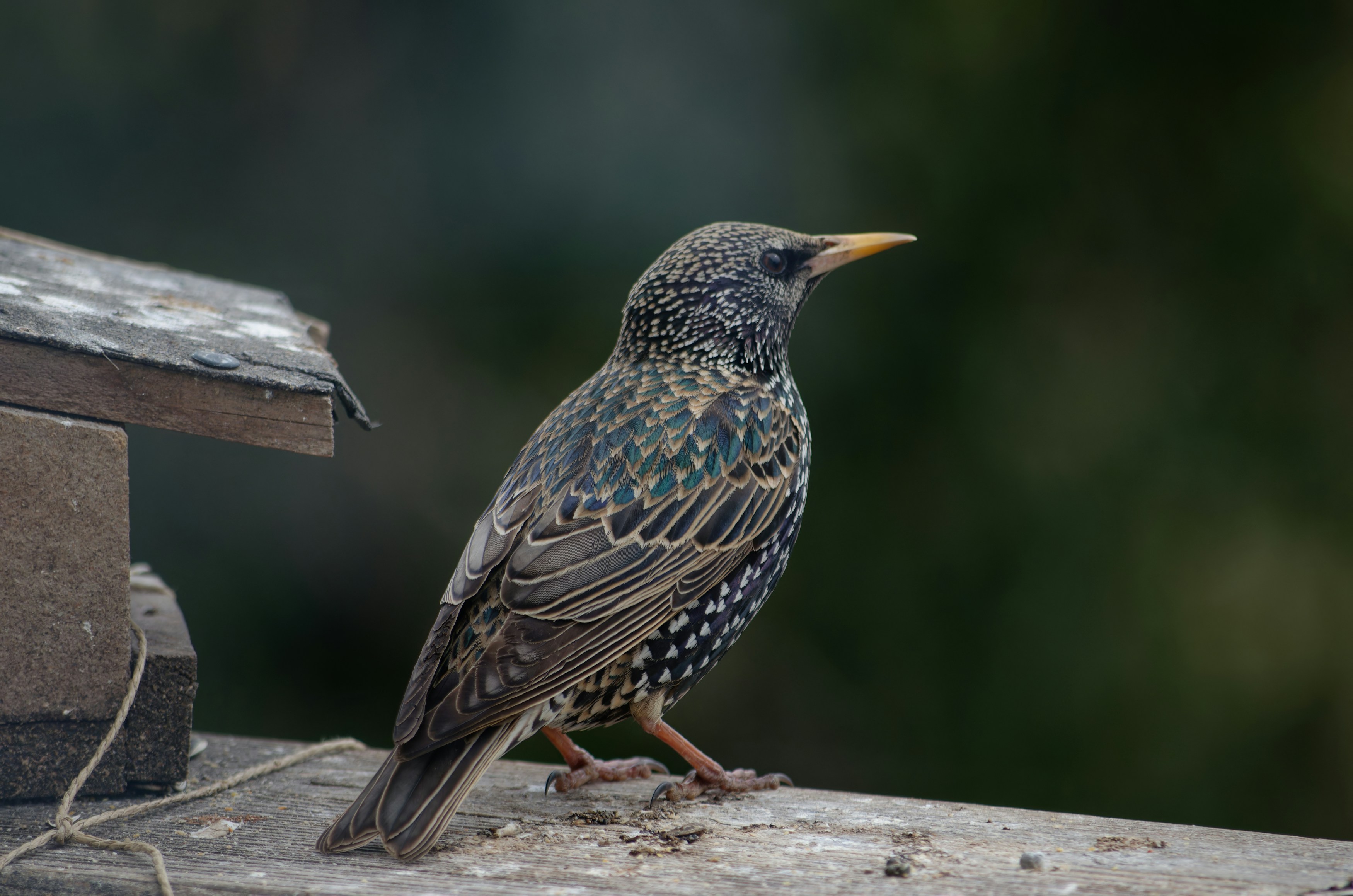 Photo by designbytholen