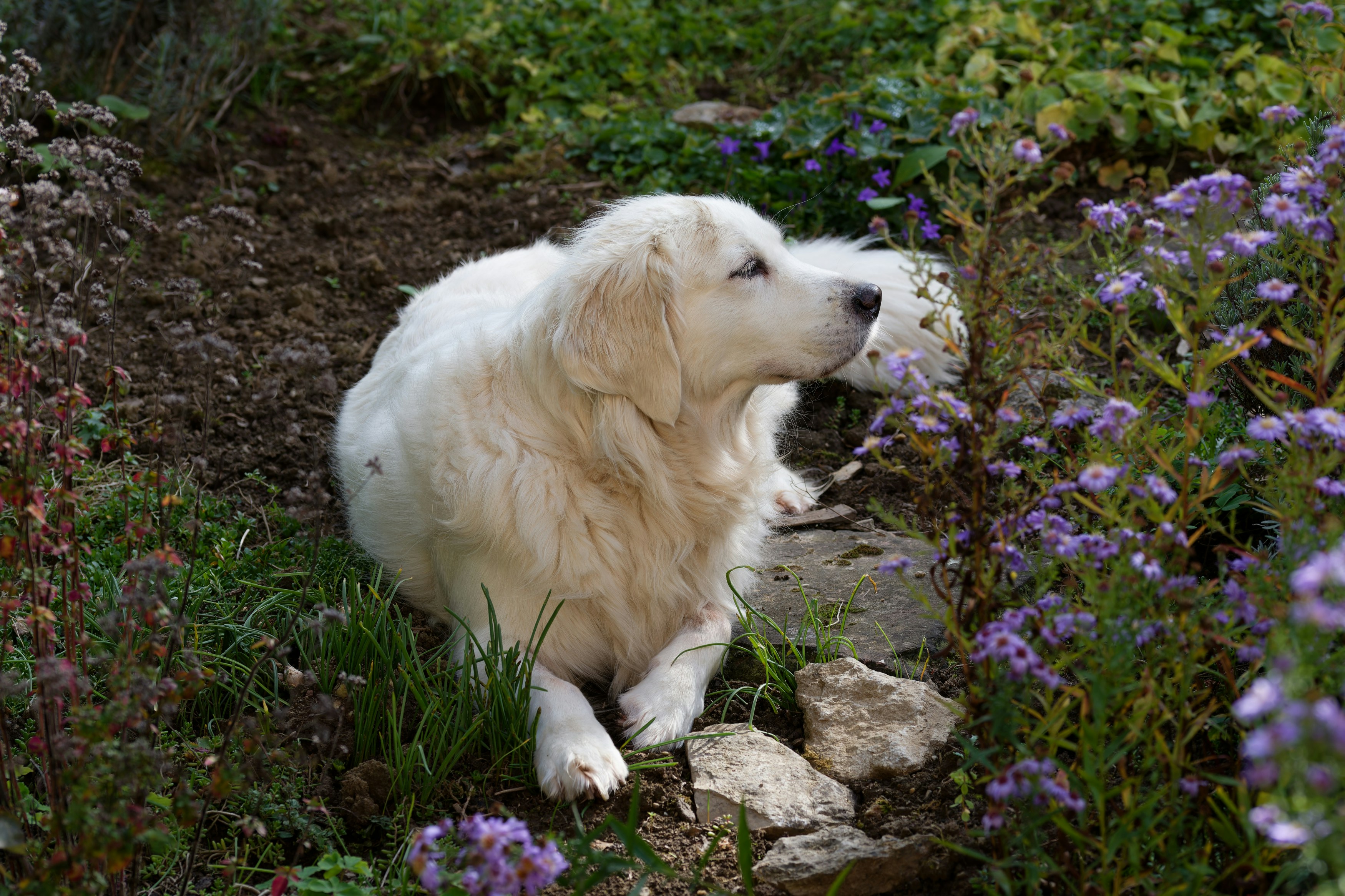A fluffy white dog lies in a garden.