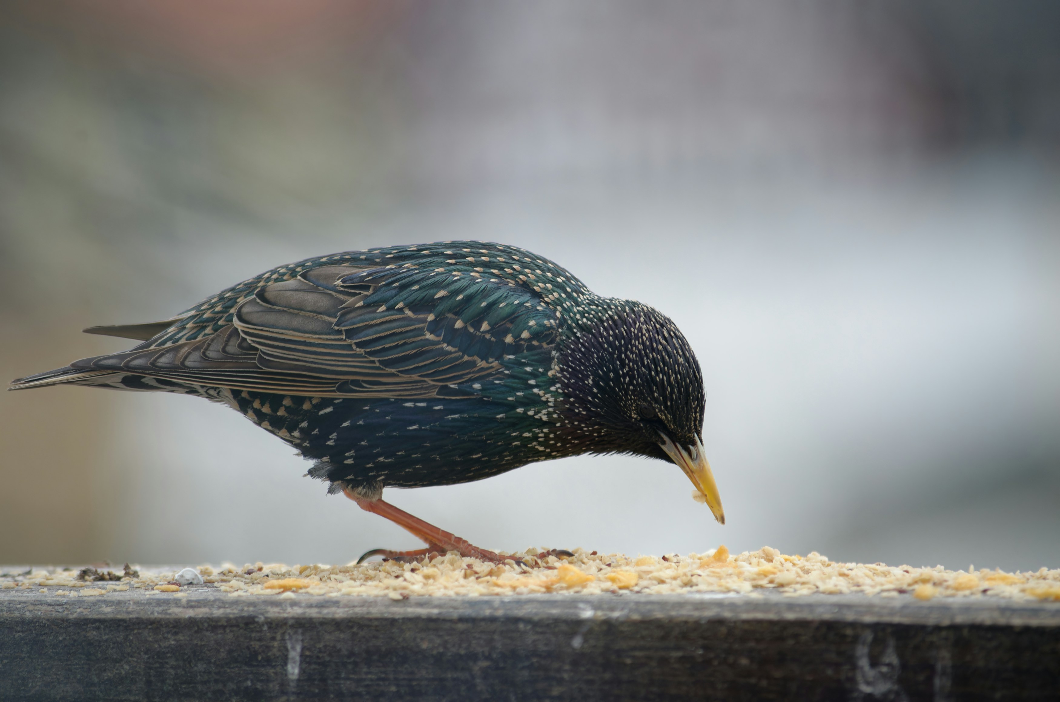 Understanding Baby Feeding Gear: From Bottles to Smart Feeders