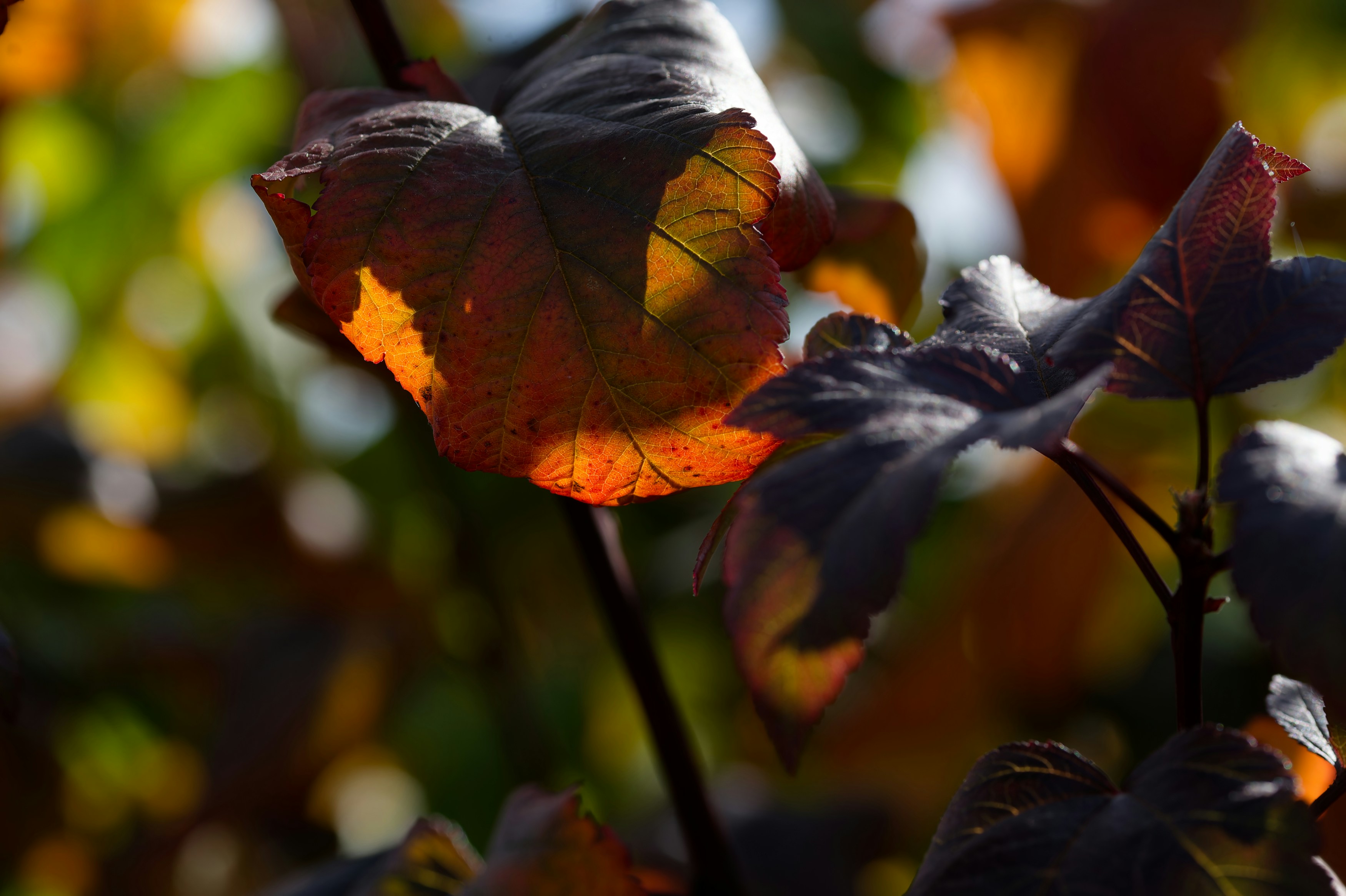 Photo by designbytholen