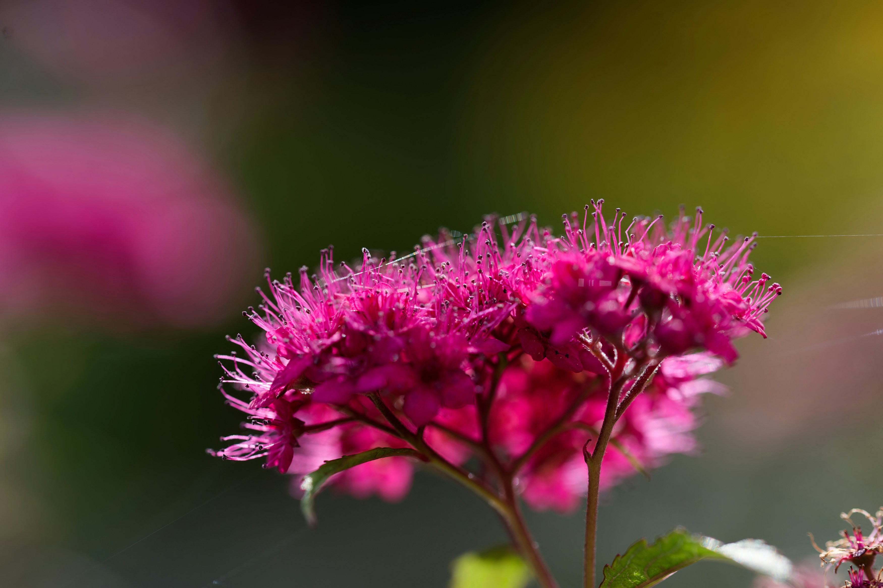 Photo by designbytholen