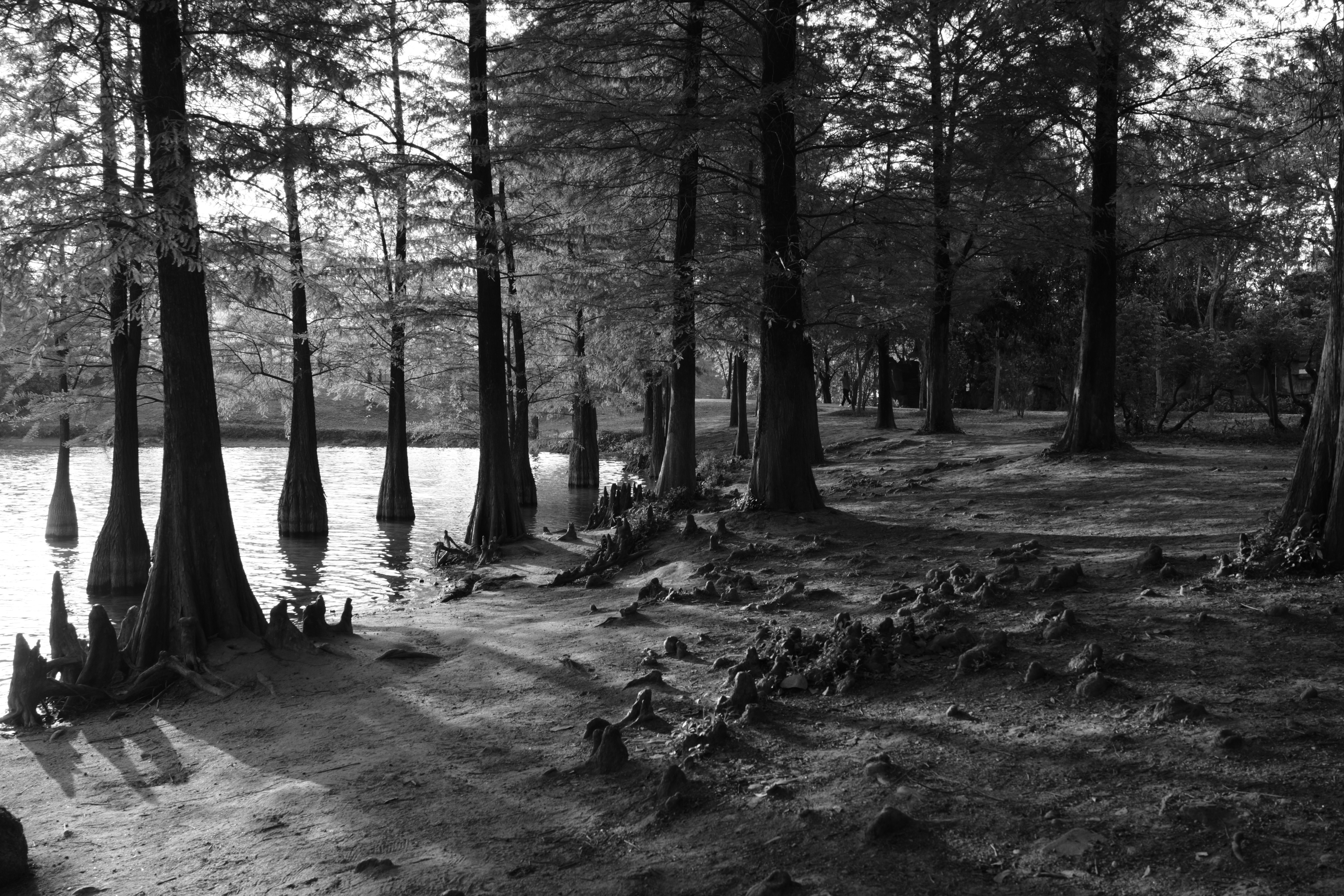 Cypress trees with exposed roots by the water.