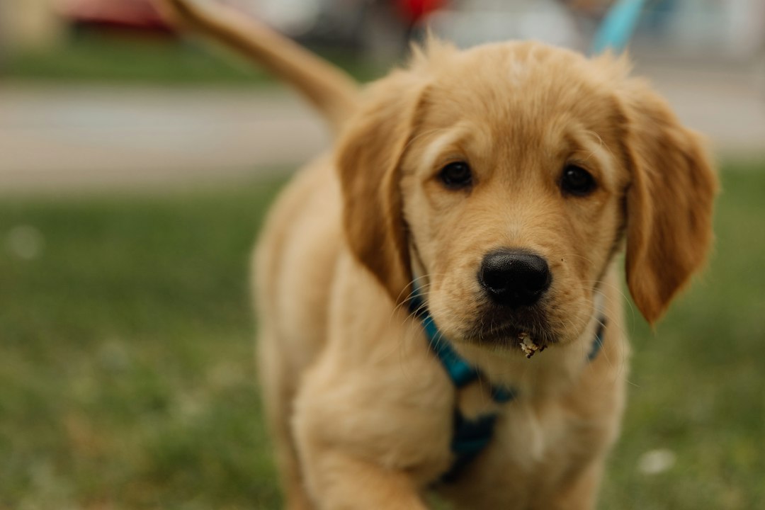 A warm, editorial photograph of a golden retriever puppy playing with a toy