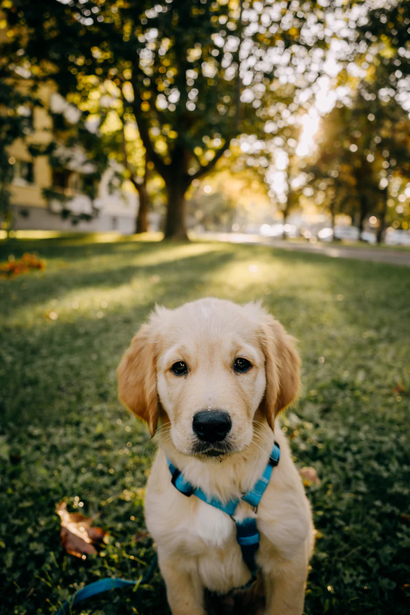 Golden Retriever yavrusu eğitim sırasında oturuyor