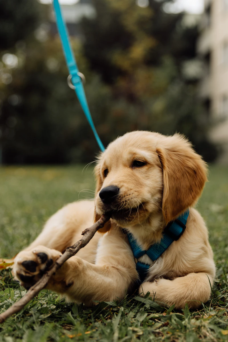 Grain-Free Dog Food: Benefits and Risks Explained
