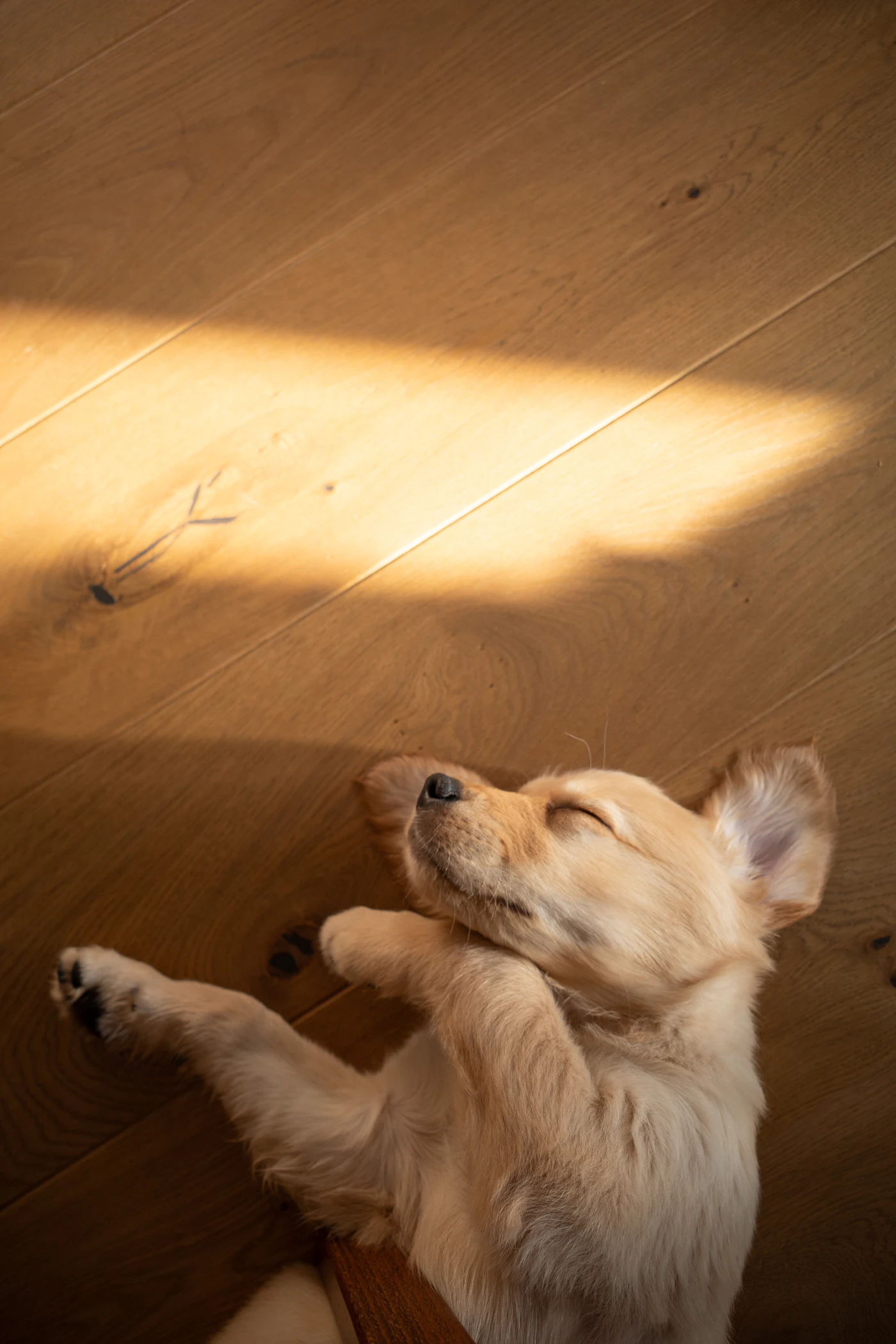 木の床で過ごす犬