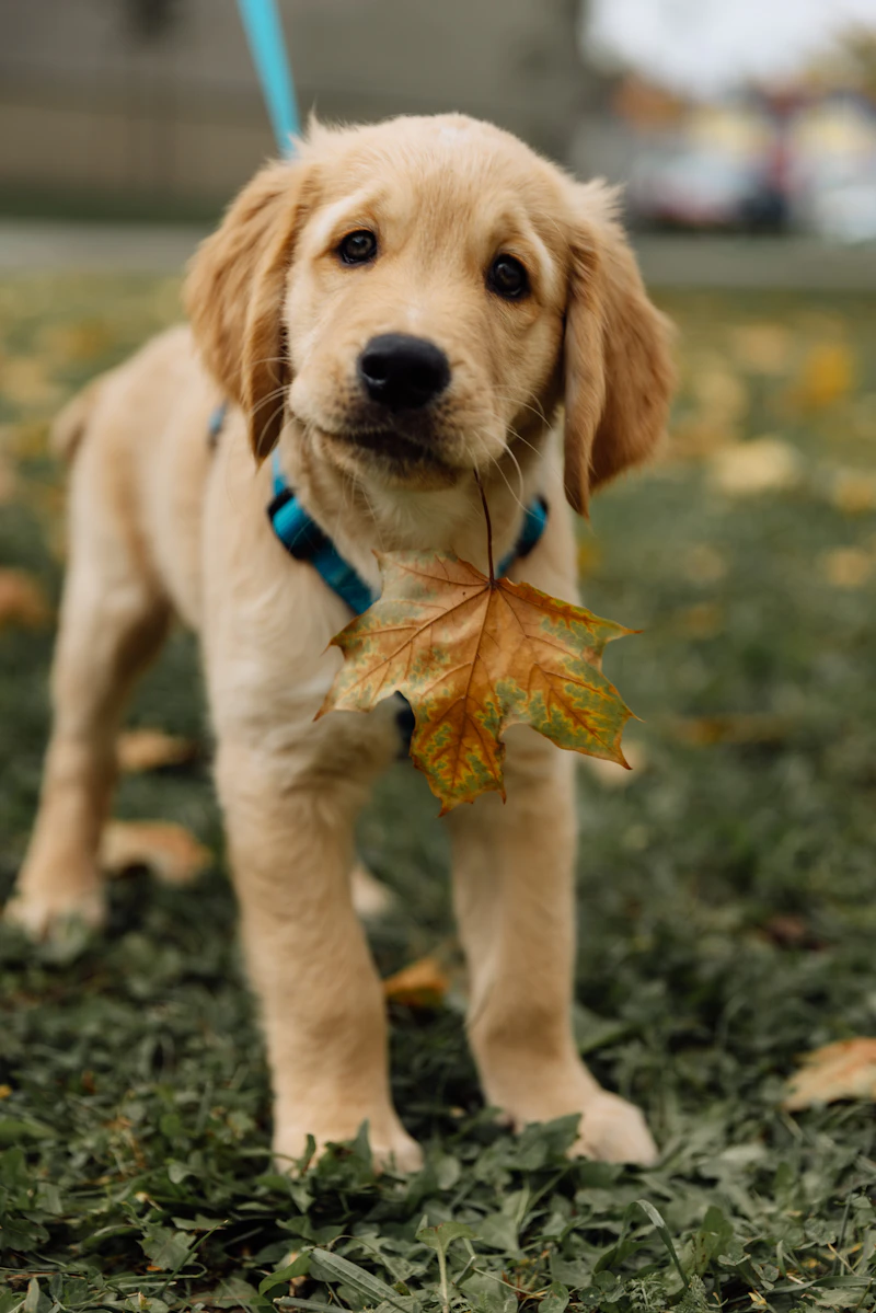 Yarrow, a Golden Retriever puppy in a teal collar, standing on the grass with an autumn leaf caught in it