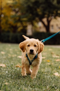A golden retriever puppy walks on a leash outside.
