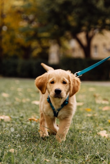A golden retriever puppy walks on a leash outside.