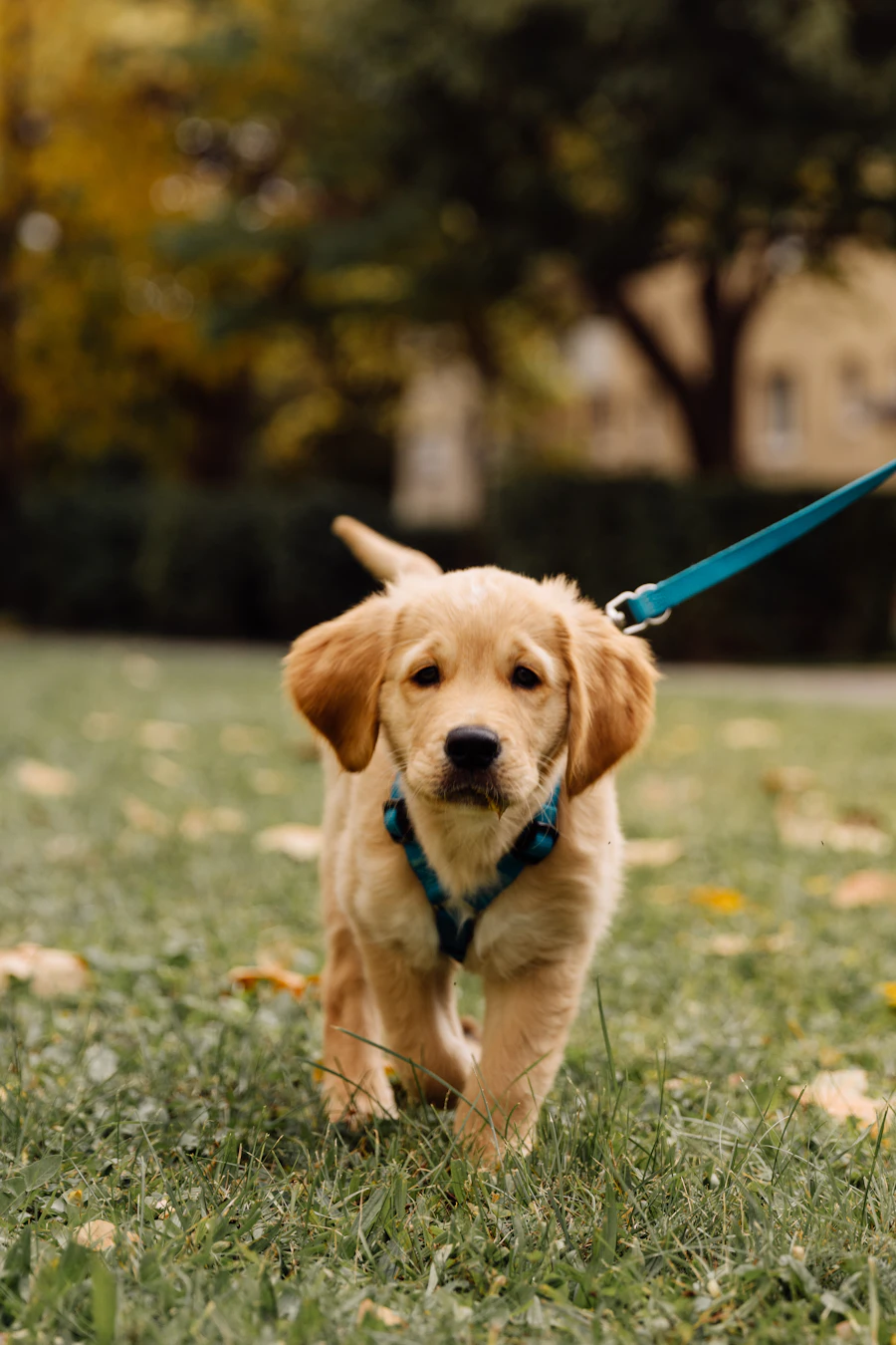 A golden retriever puppy trotting across grass on a blue lead