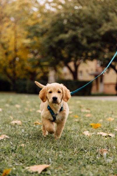 A golden retriever puppy walking on a leash across a green lawn