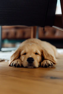 A golden retriever puppy sleeps on a wooden floor.