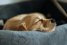 A golden retriever puppy sleeping peacefully in its bed.