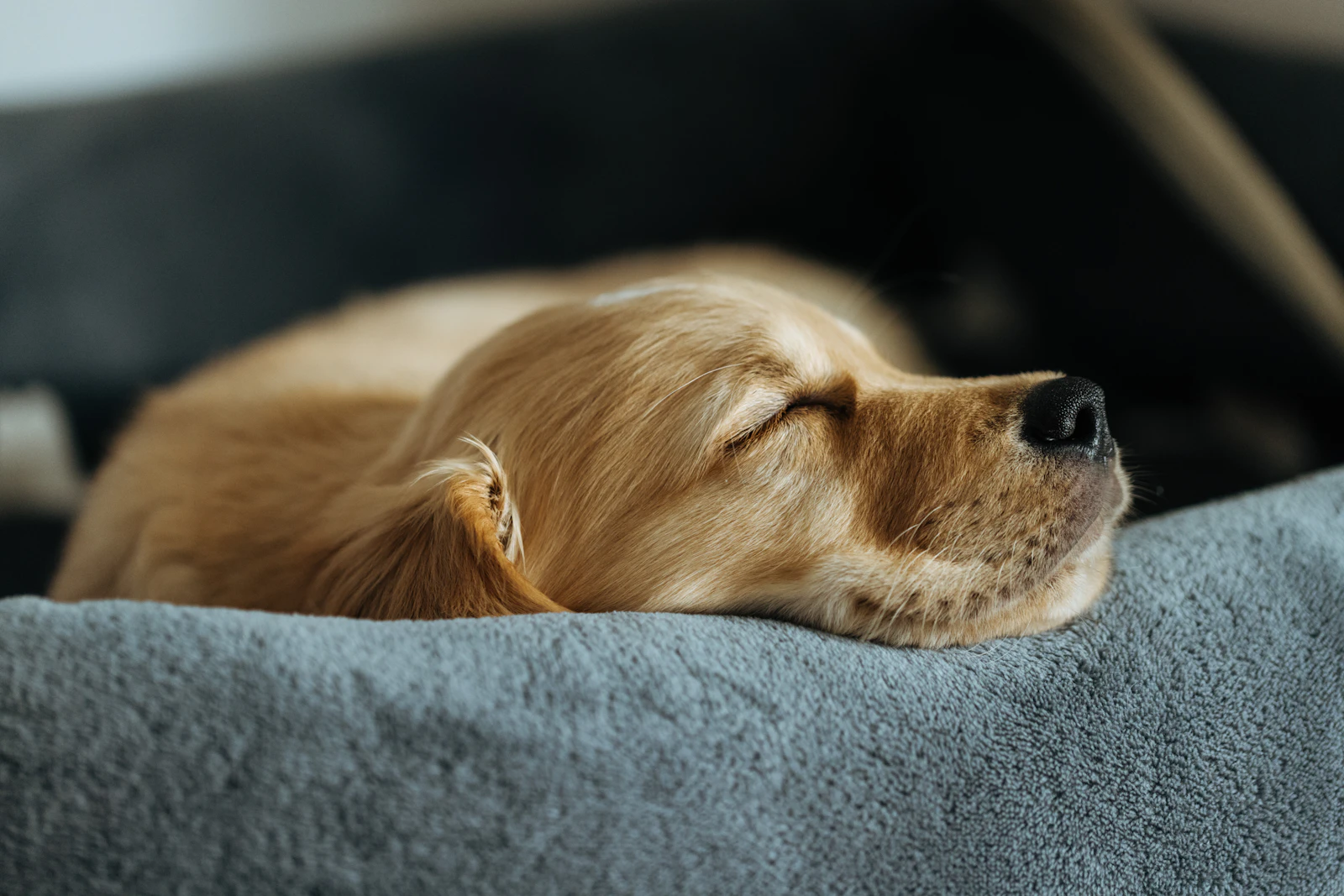 Golden Retriever filhote descansando sozinho em sua caminha dentro de casa
