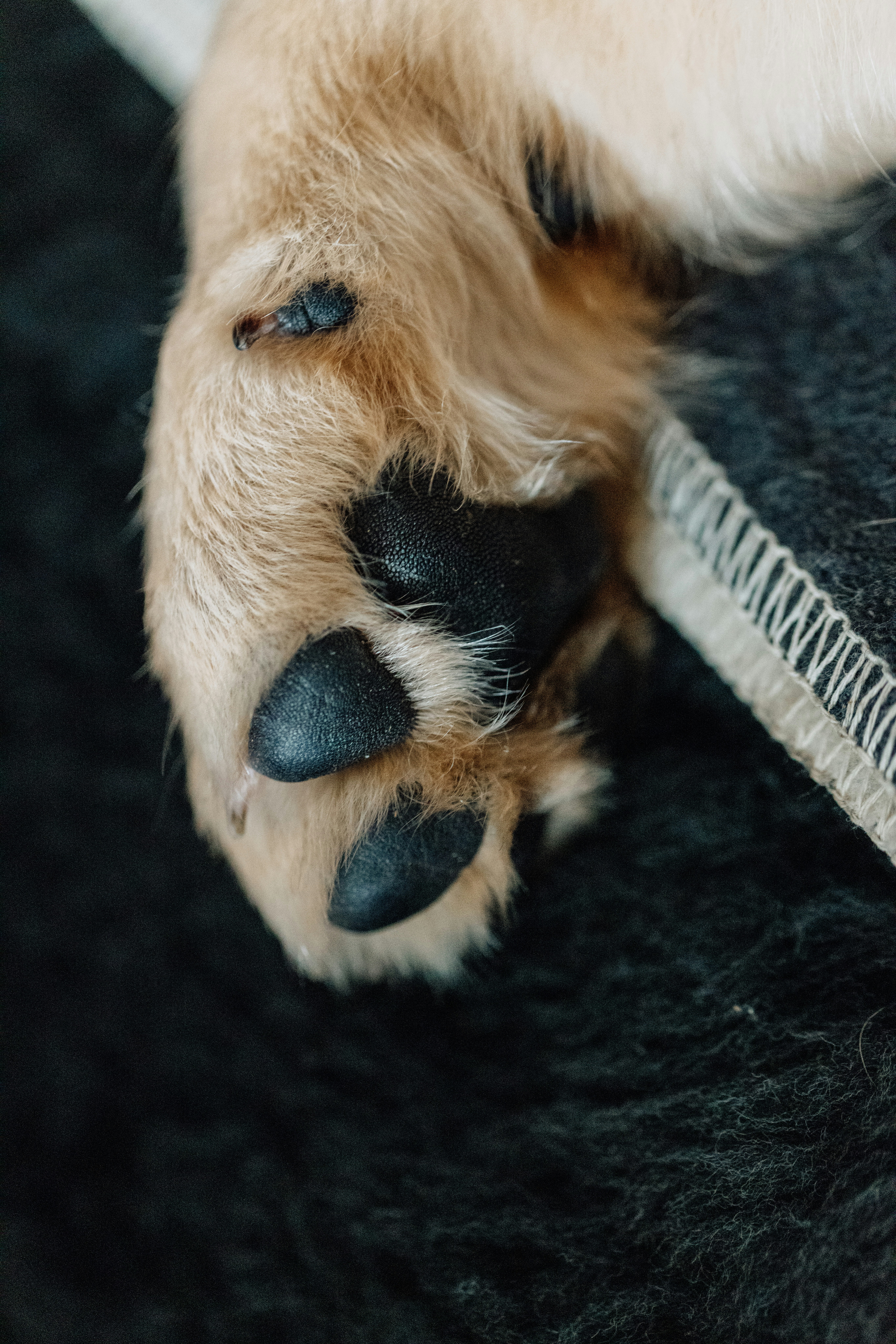 Le Bichon Mignon — Pierrelatte