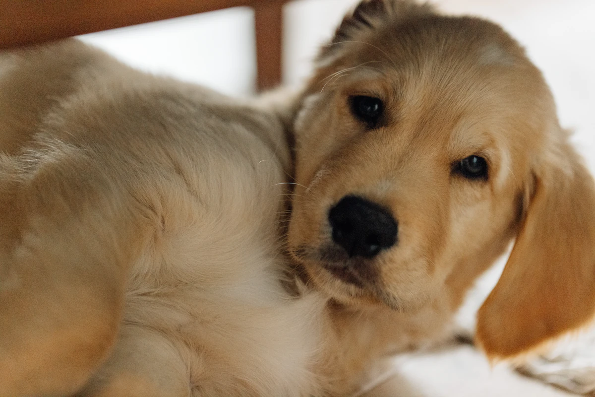 Golden retriever resting at home