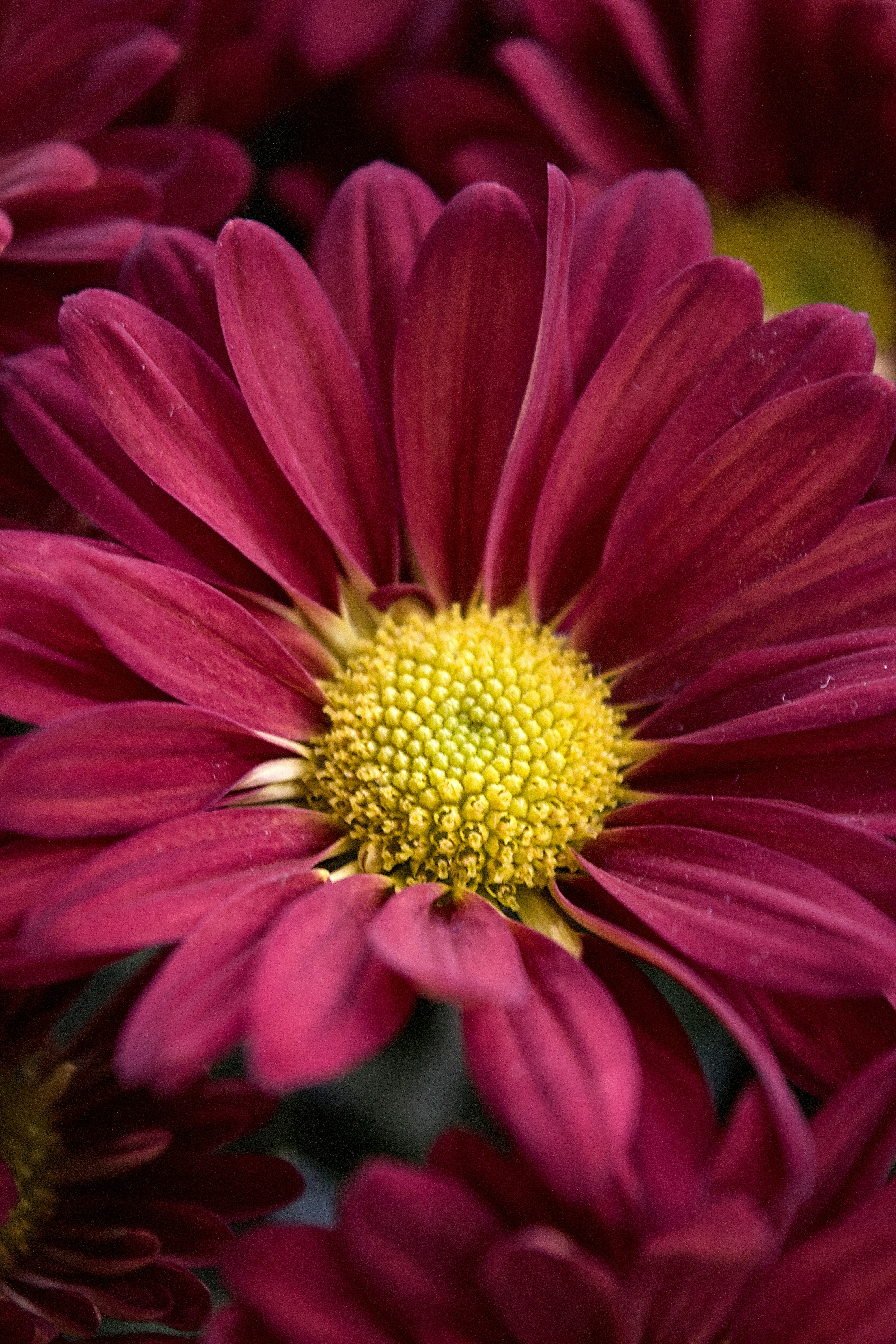 Gros plan d’une fleur de chrysanthème rose foncé