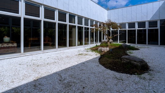 White gravel courtyard with modern building and tree.