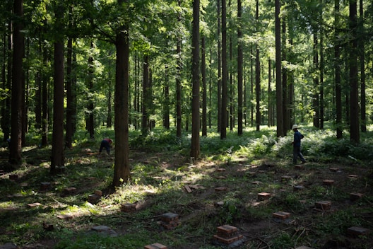 Sunlight filters through a dense forest canopy onto the ground.