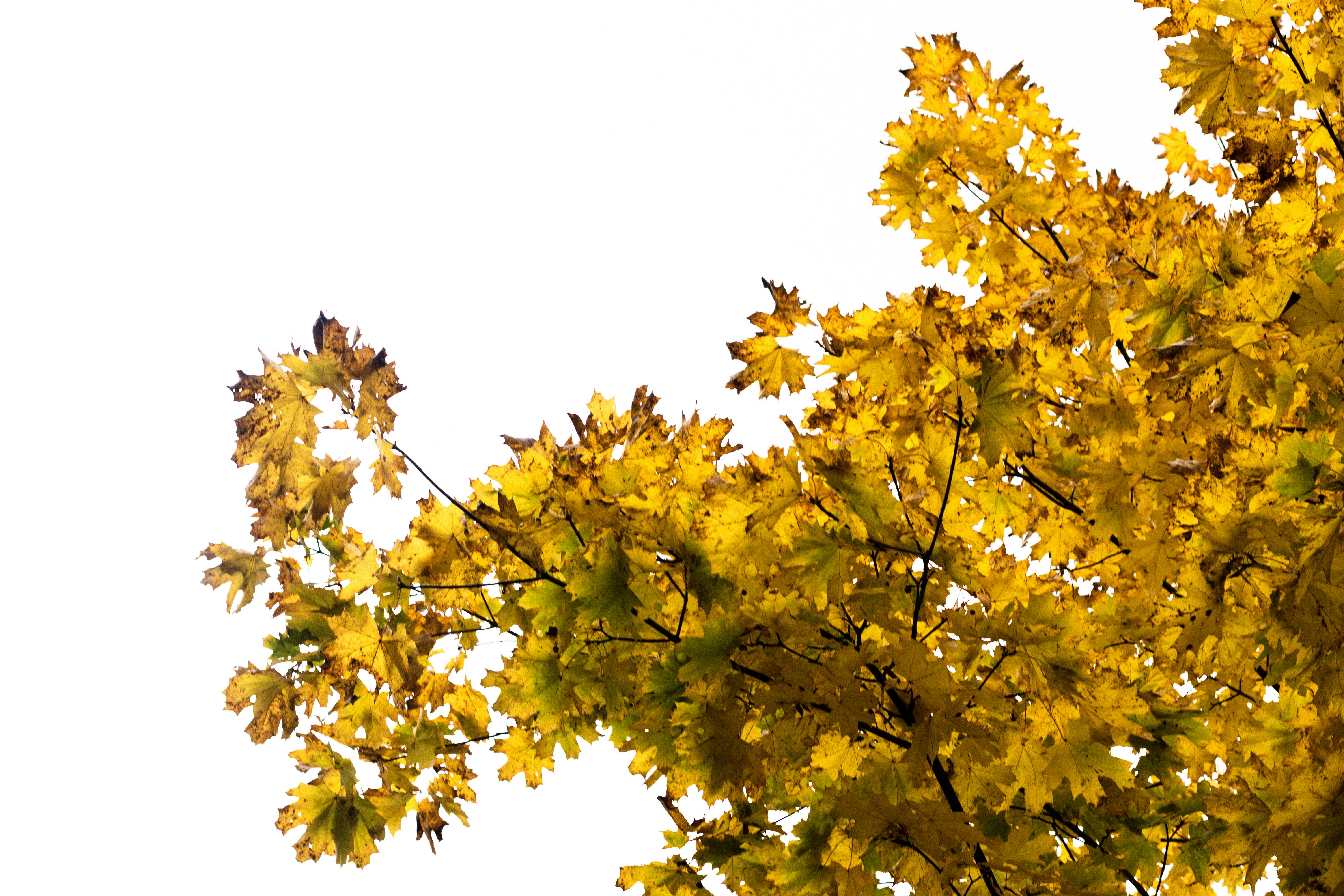 Photo by reinisbruzitis