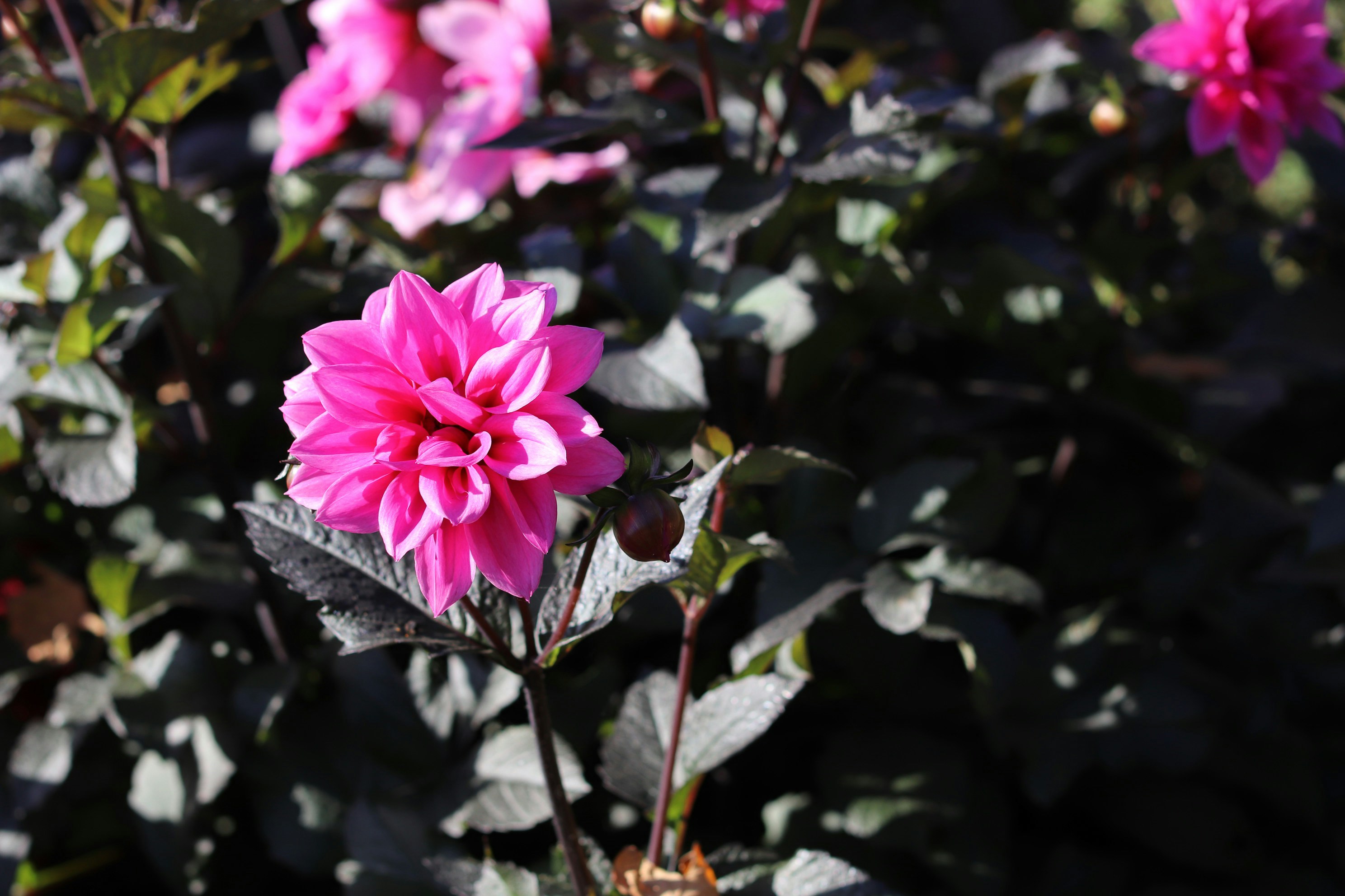 Photo by tanyabarrow