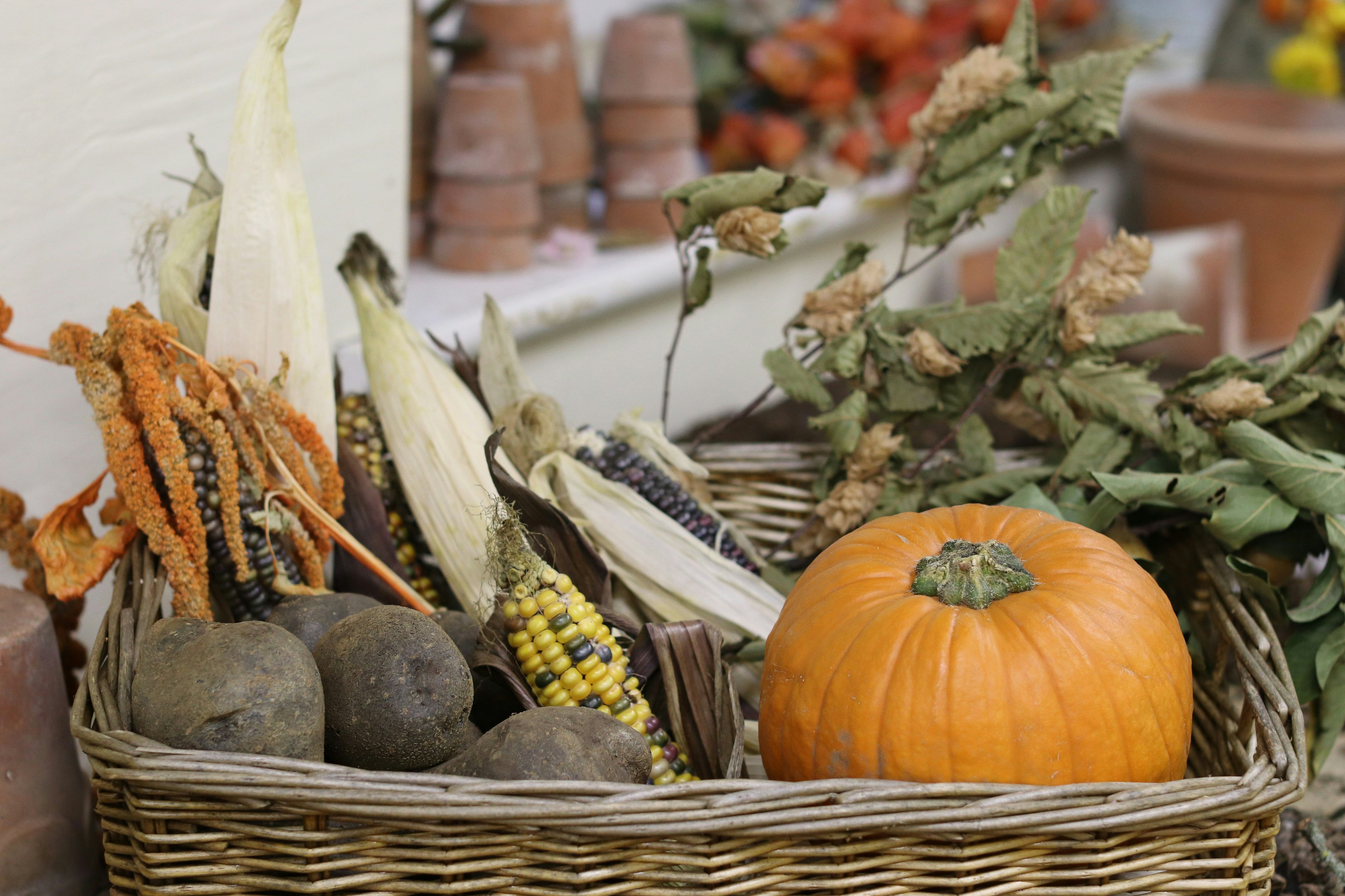 Healthy crops after using our products