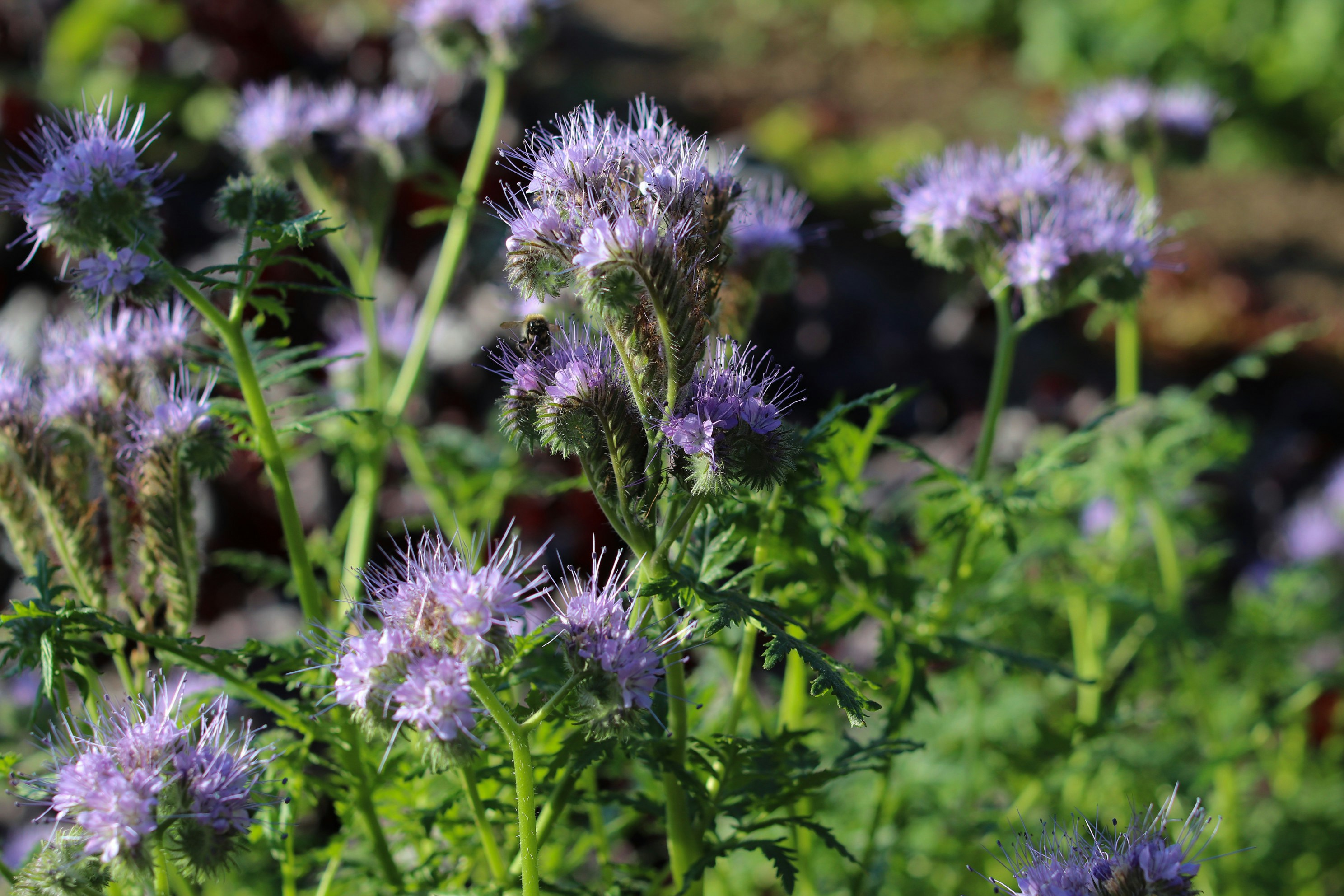 Photo by tanyabarrow