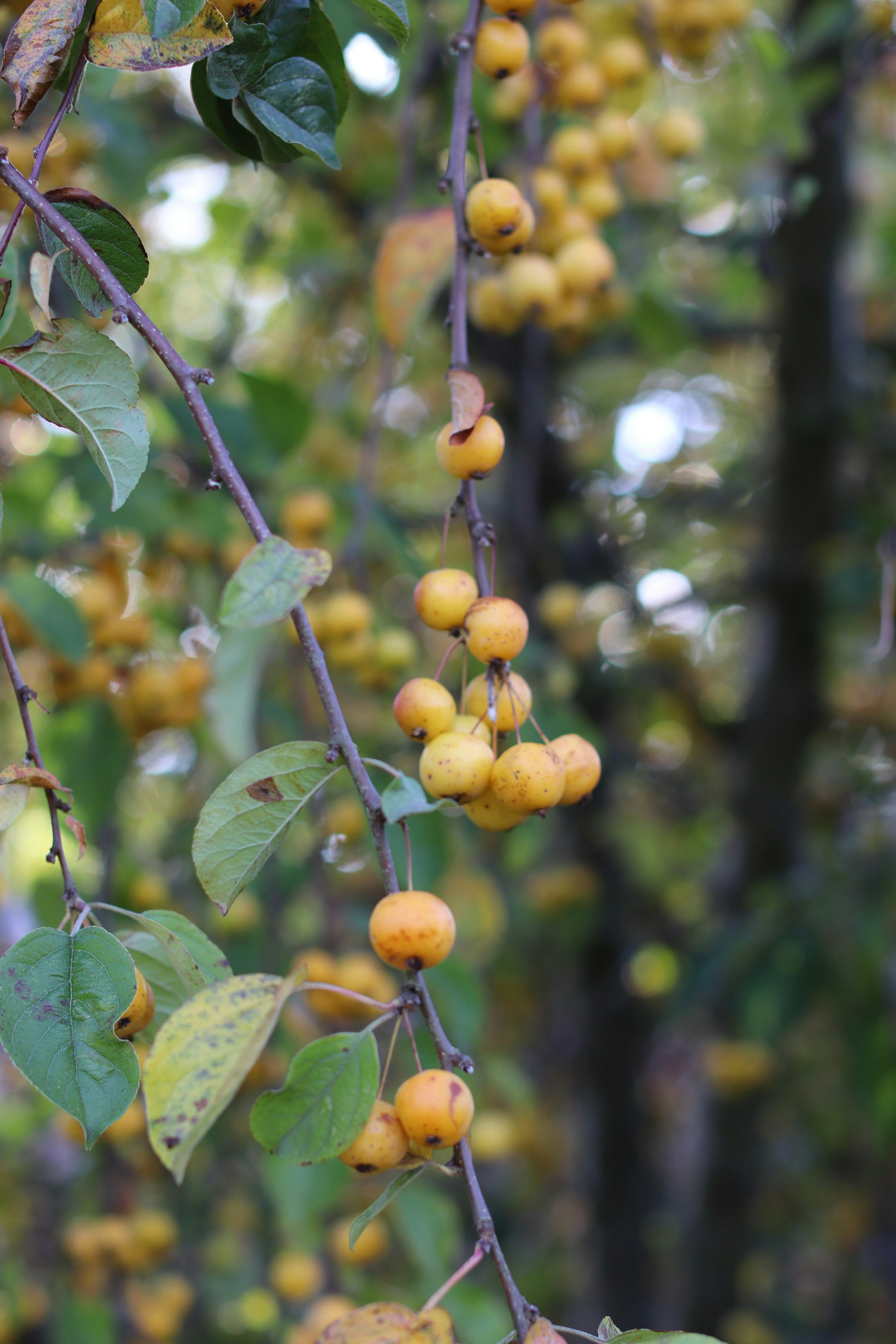 Photo by tanyabarrow