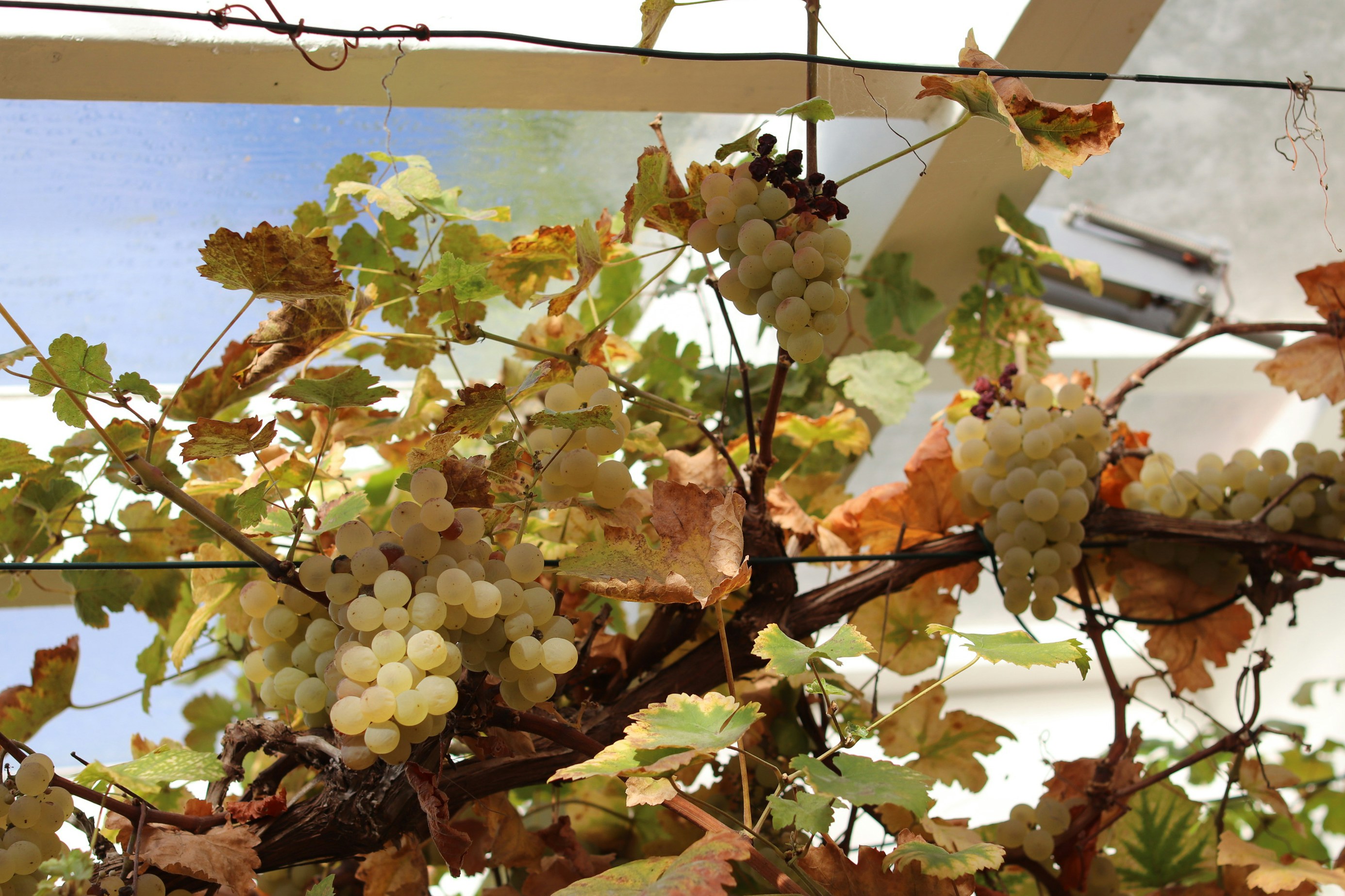 Bunches of ripe green grapes on a vine.