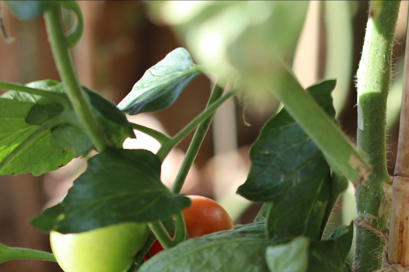Tomatoes ripening on a pruned vine