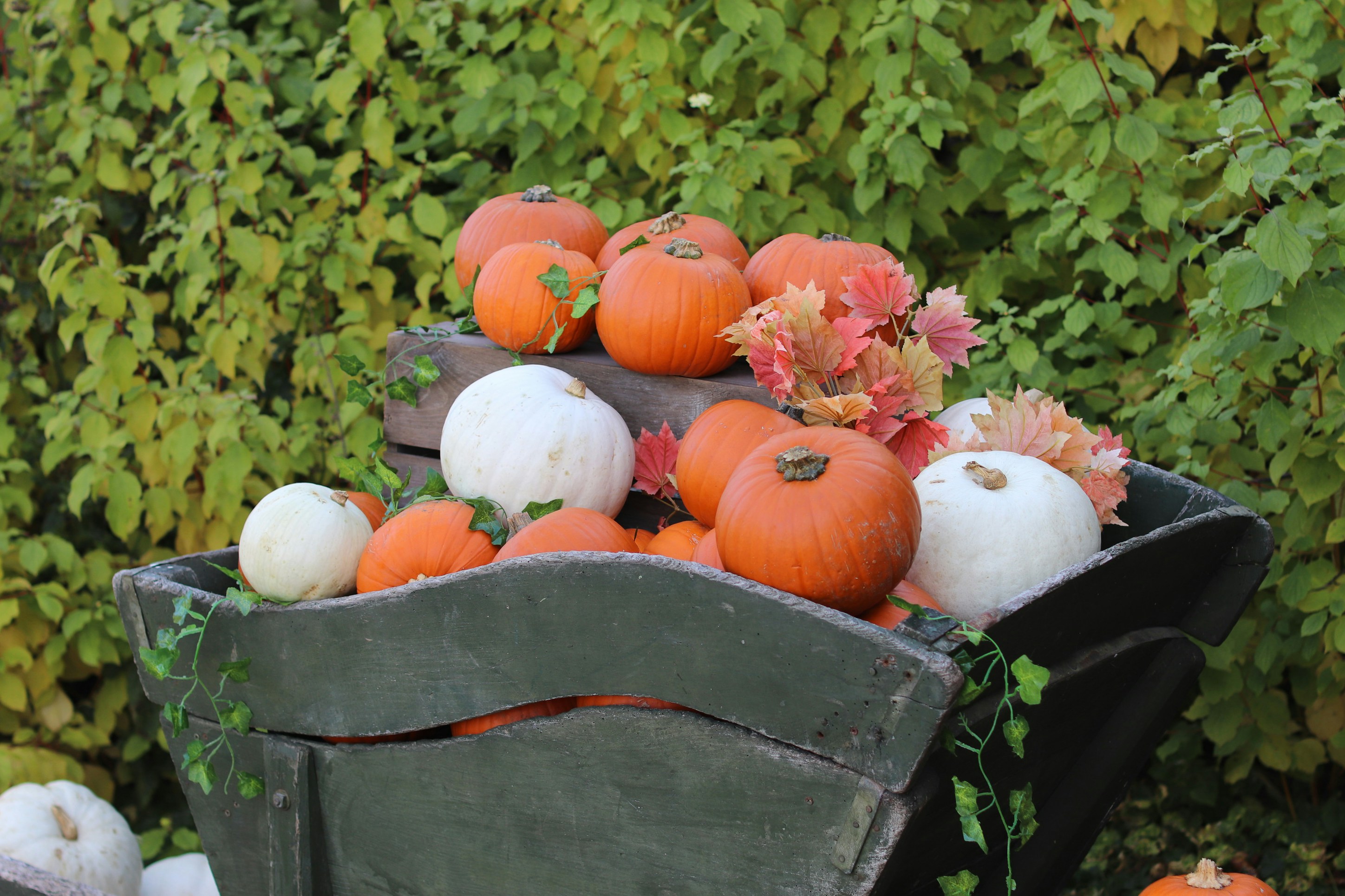 Assortiment de citrouilles et de courges dans un chariot rustique.