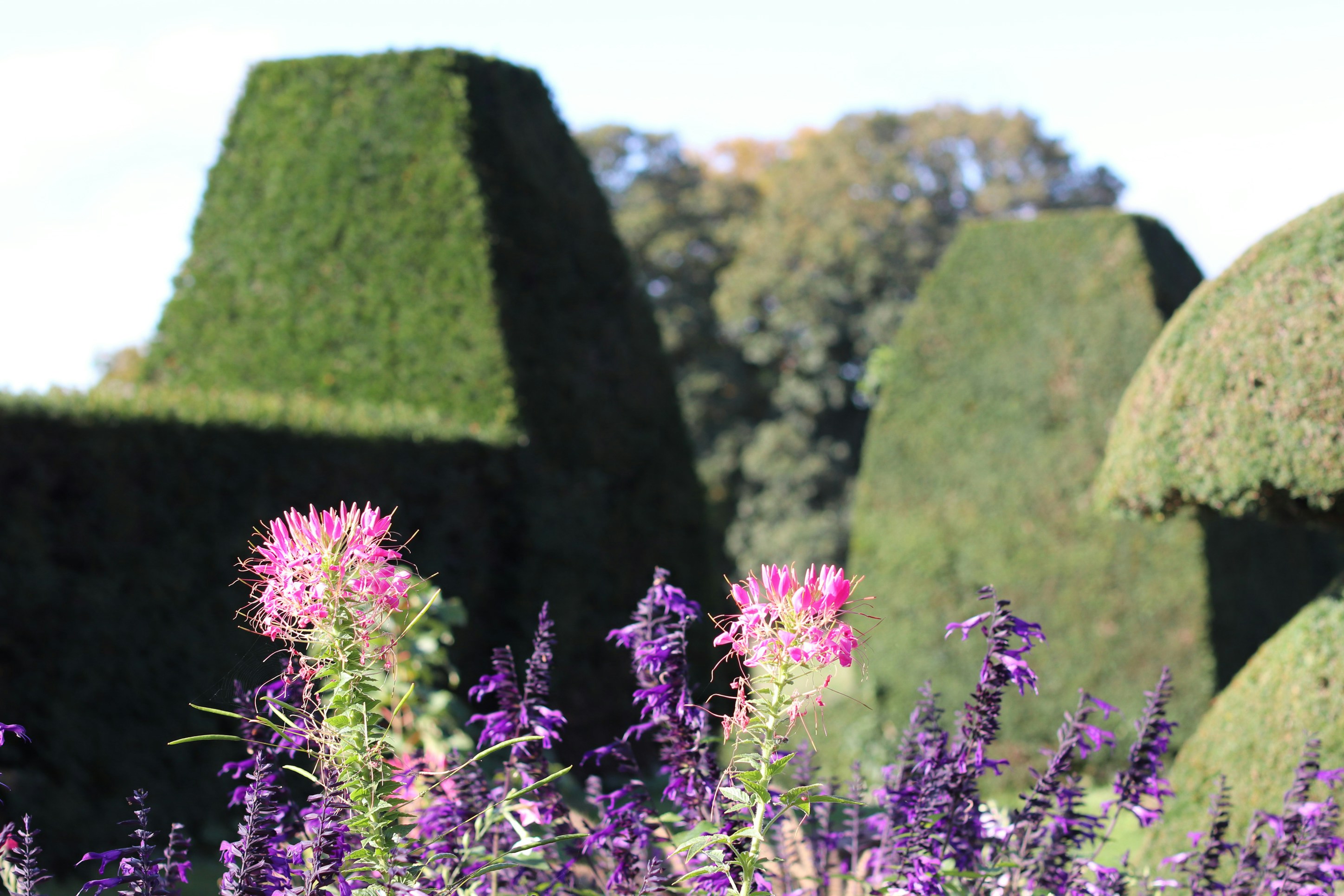 Manicured garden with flowers and shaped hedges