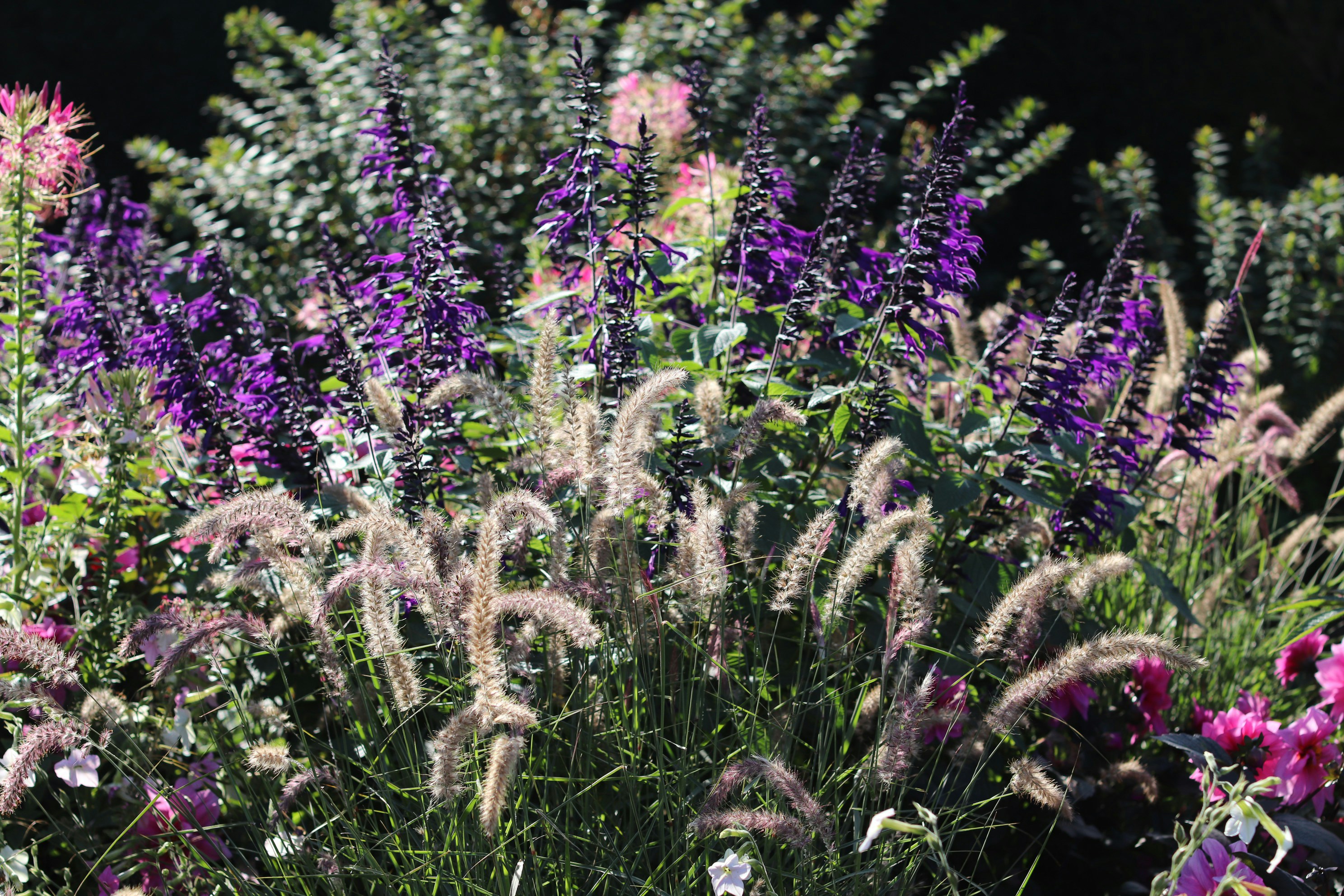 Garden planting and landscaping with colorful flowers