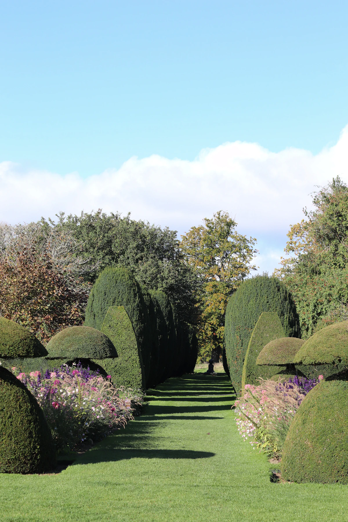 Privacy shrubs forming a natural hedge