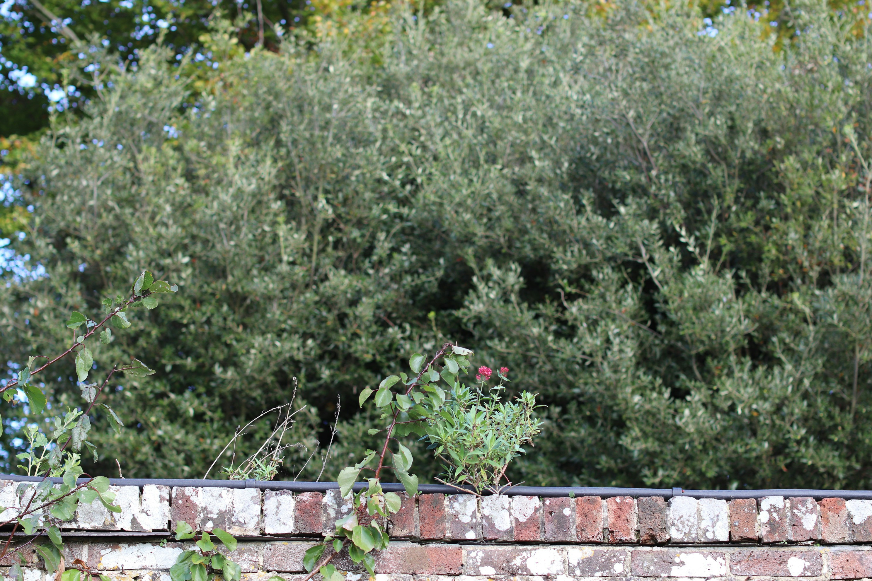 Photo by tanyabarrow