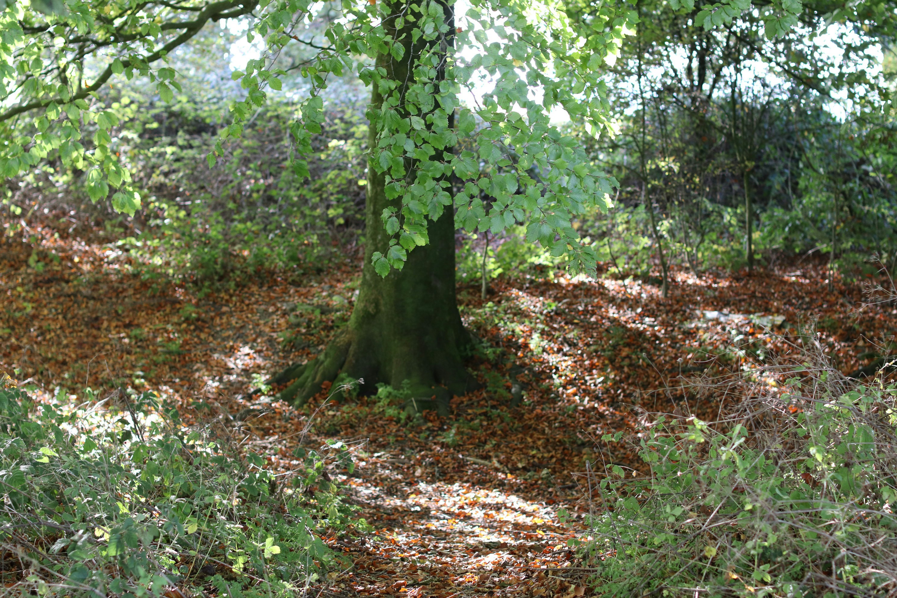 Photo by tanyabarrow