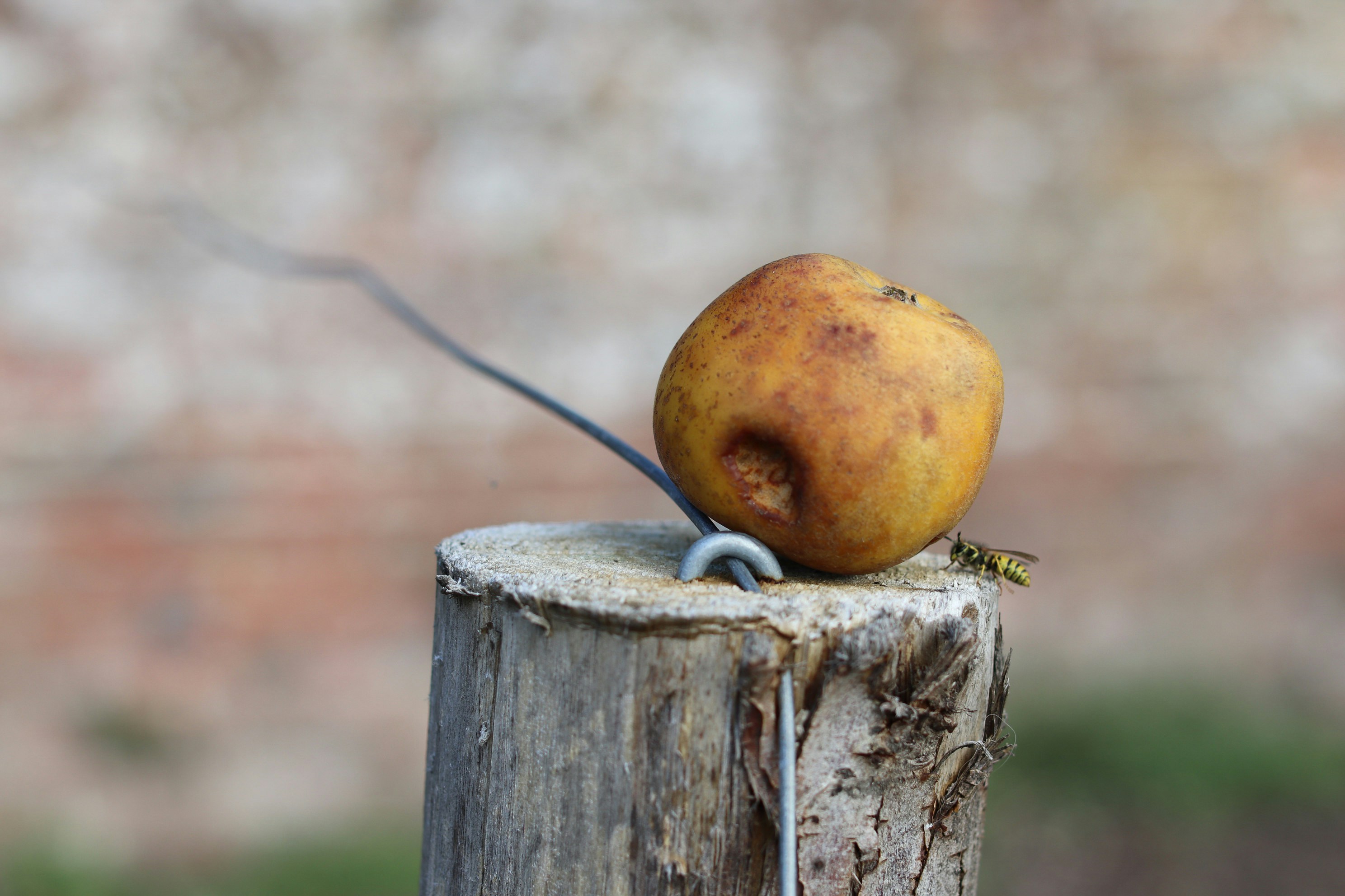 Eine Wespe auf einem Holzpfosten mit einem faulen Apfel.