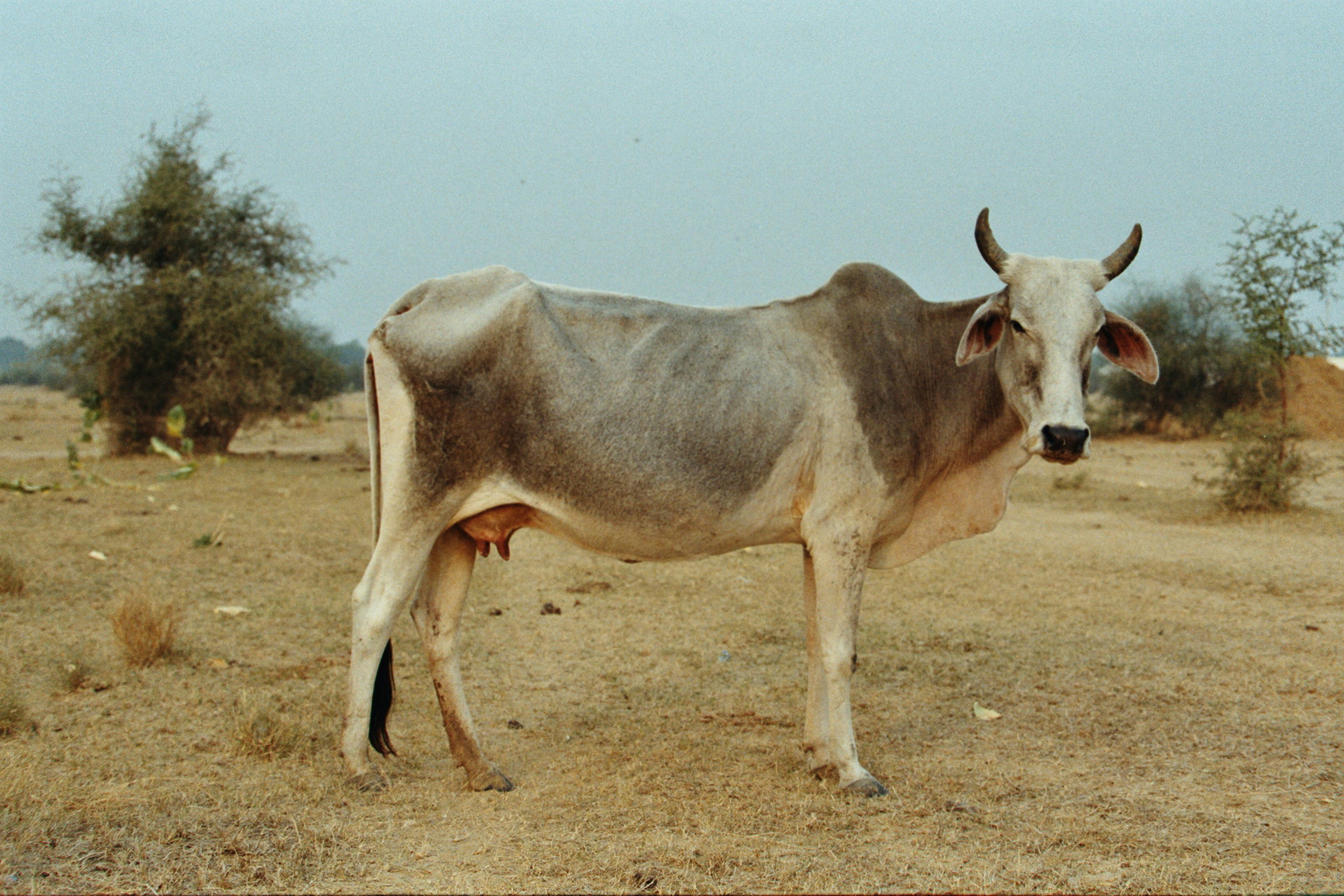Indian cow