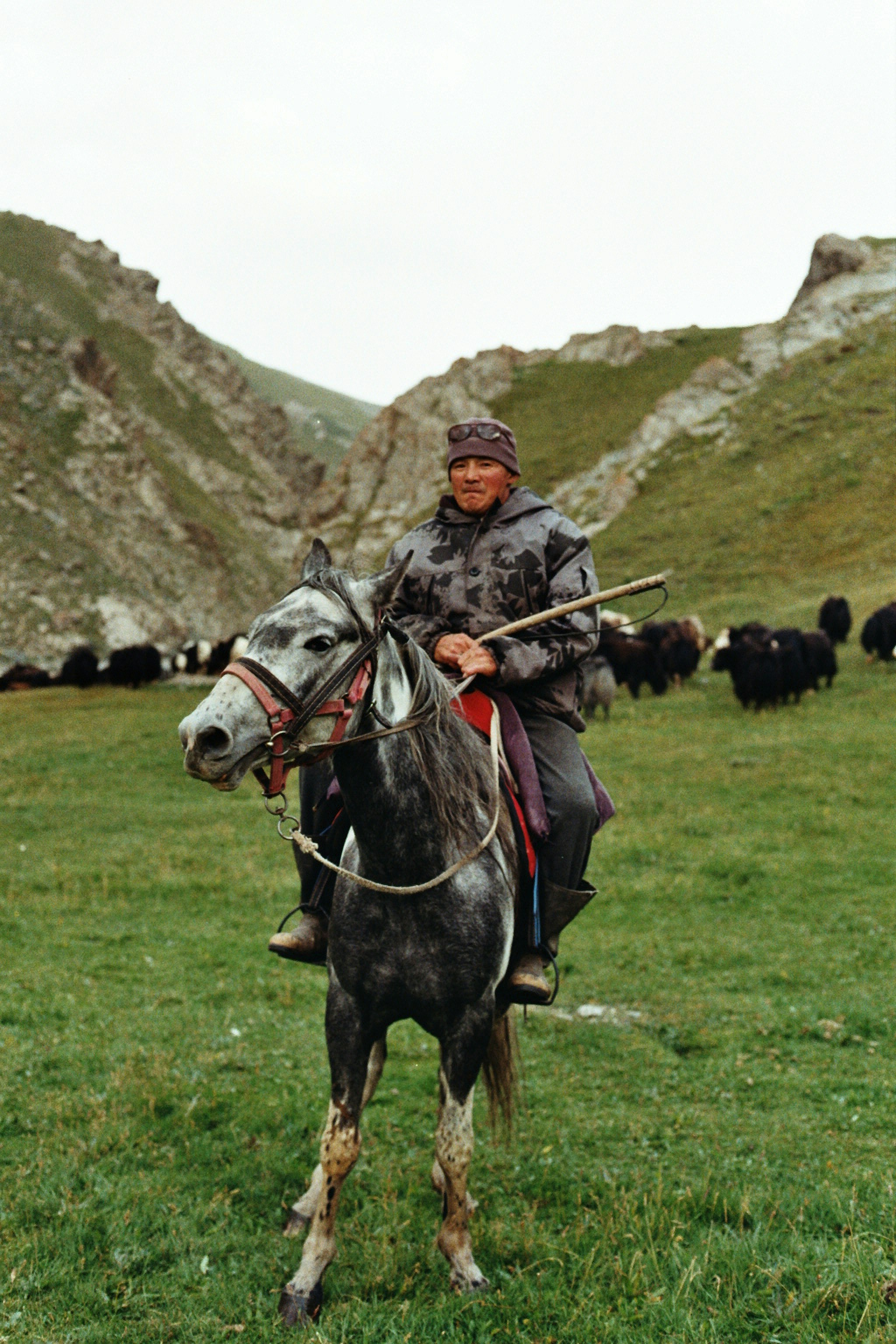 Man on horse with yaks in grassy mountain landscape
